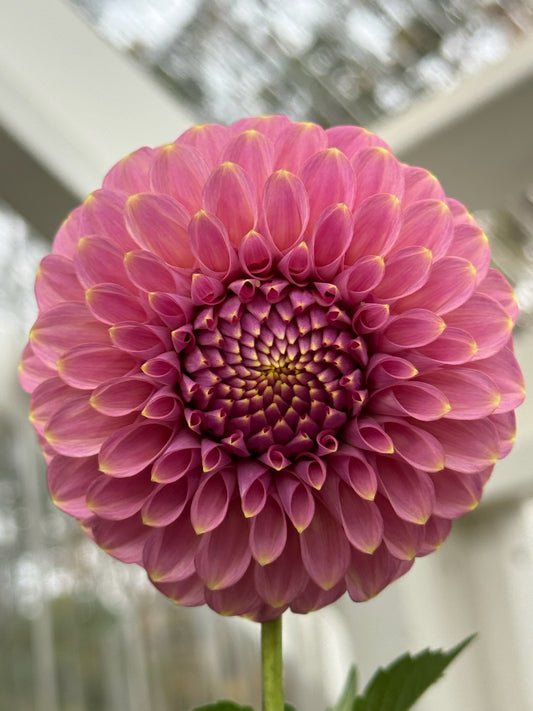 Florelie Oracle Rooted Cuttings