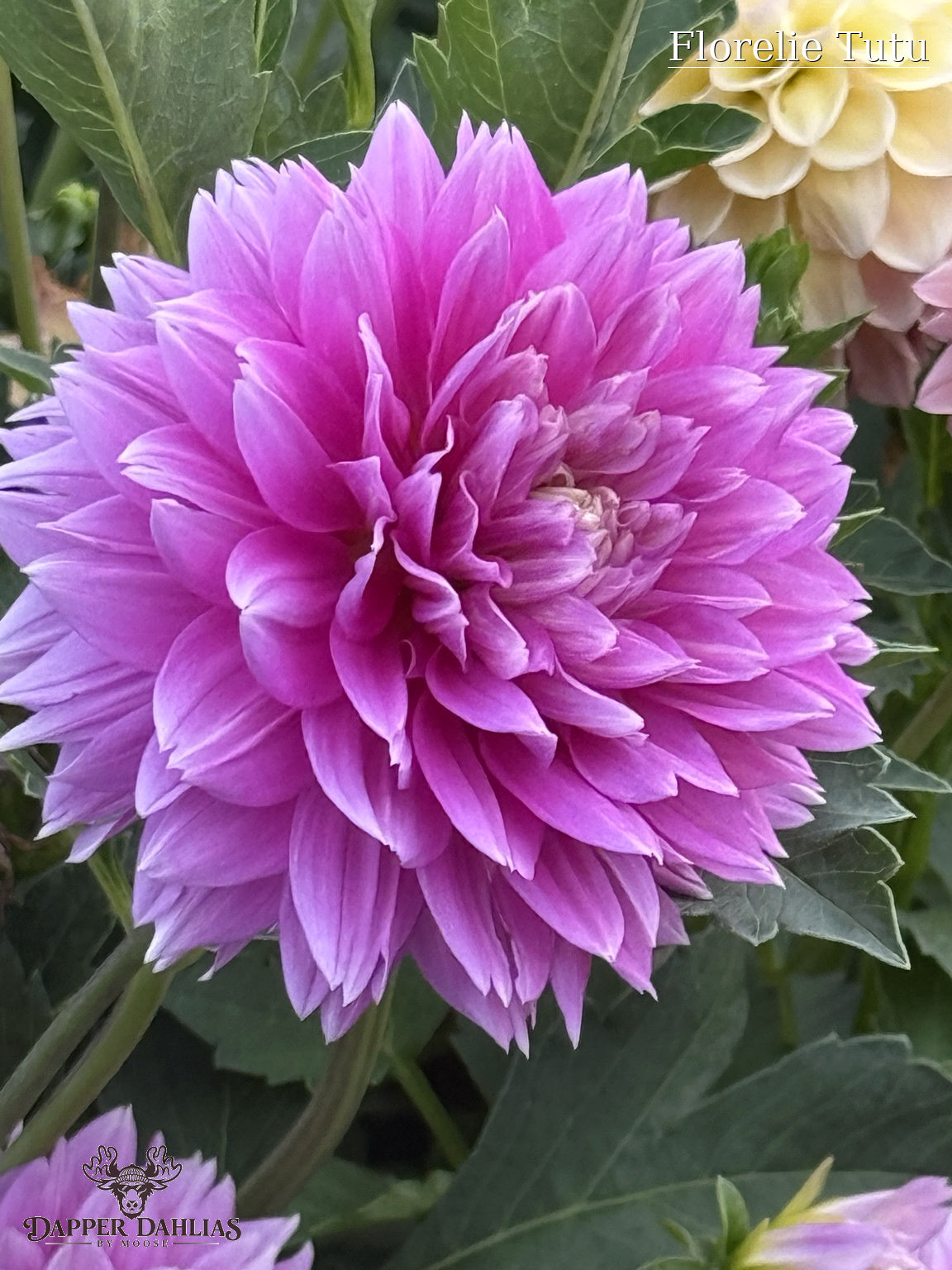 Florelie Tutu dahlias blooming in the Dapper Dahlias flower field, showing productive plants covered with lavender-pink flowers