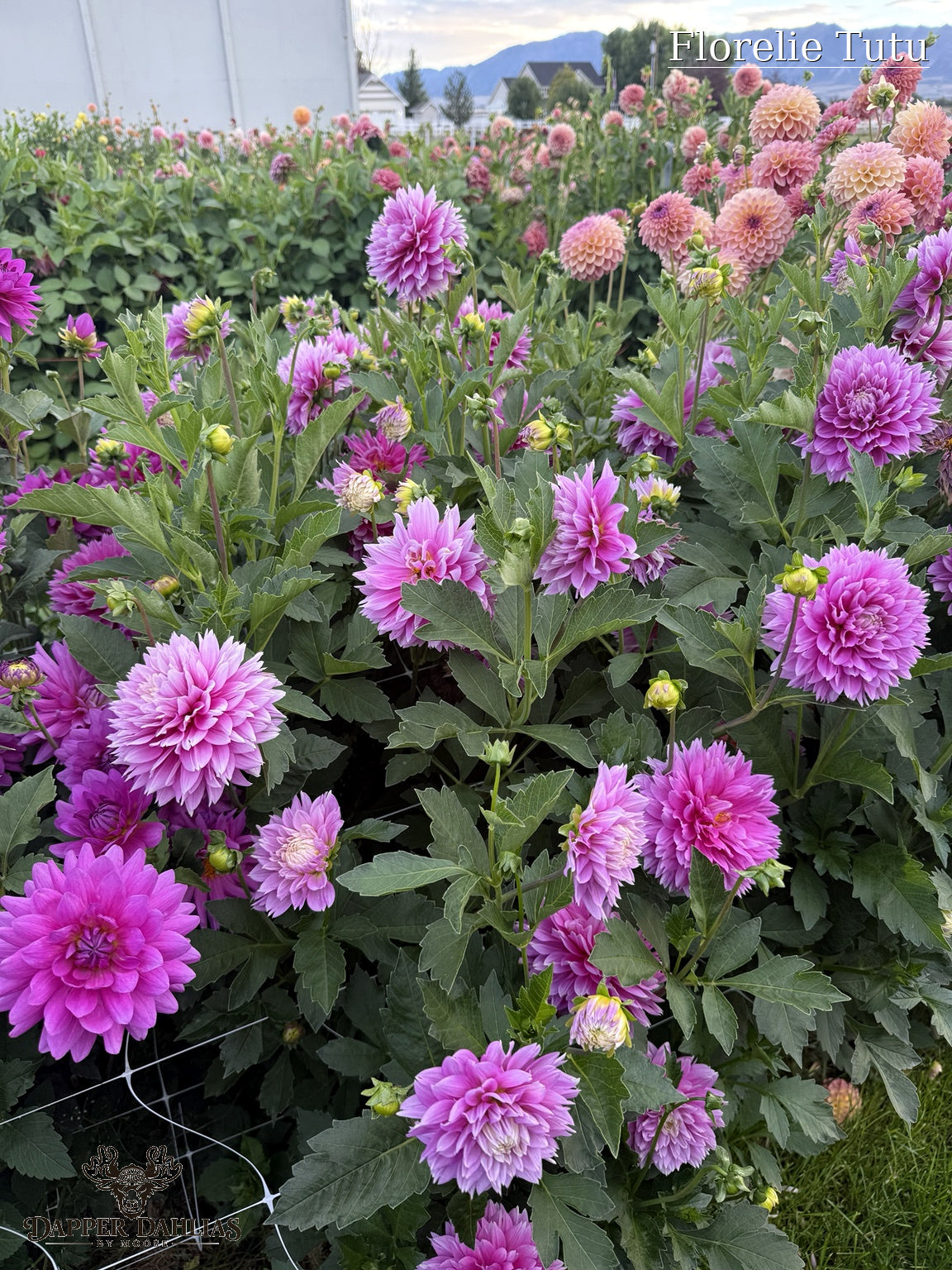 Pink and lavender Florelie Tutu dahlia growing in the garden, an Australian-bred variety popular for cut flowers and floral design