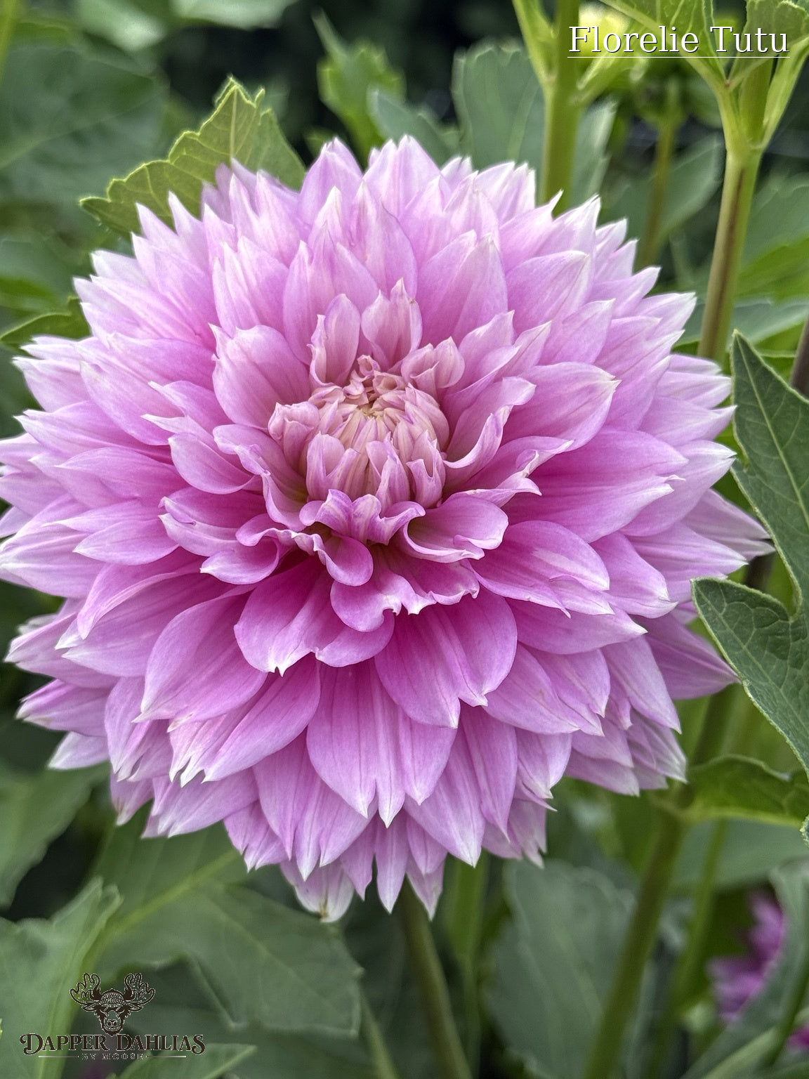 Florelie Tutu dahlia showing its natural color variation with pale blush and white petals surrounding a soft pink center