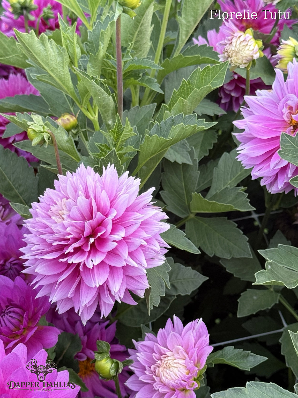Florelie Tutu rooted cutting variety with fluffy lavender-pink informal decorative blooms, photographed at Dapper Dahlias by Moose