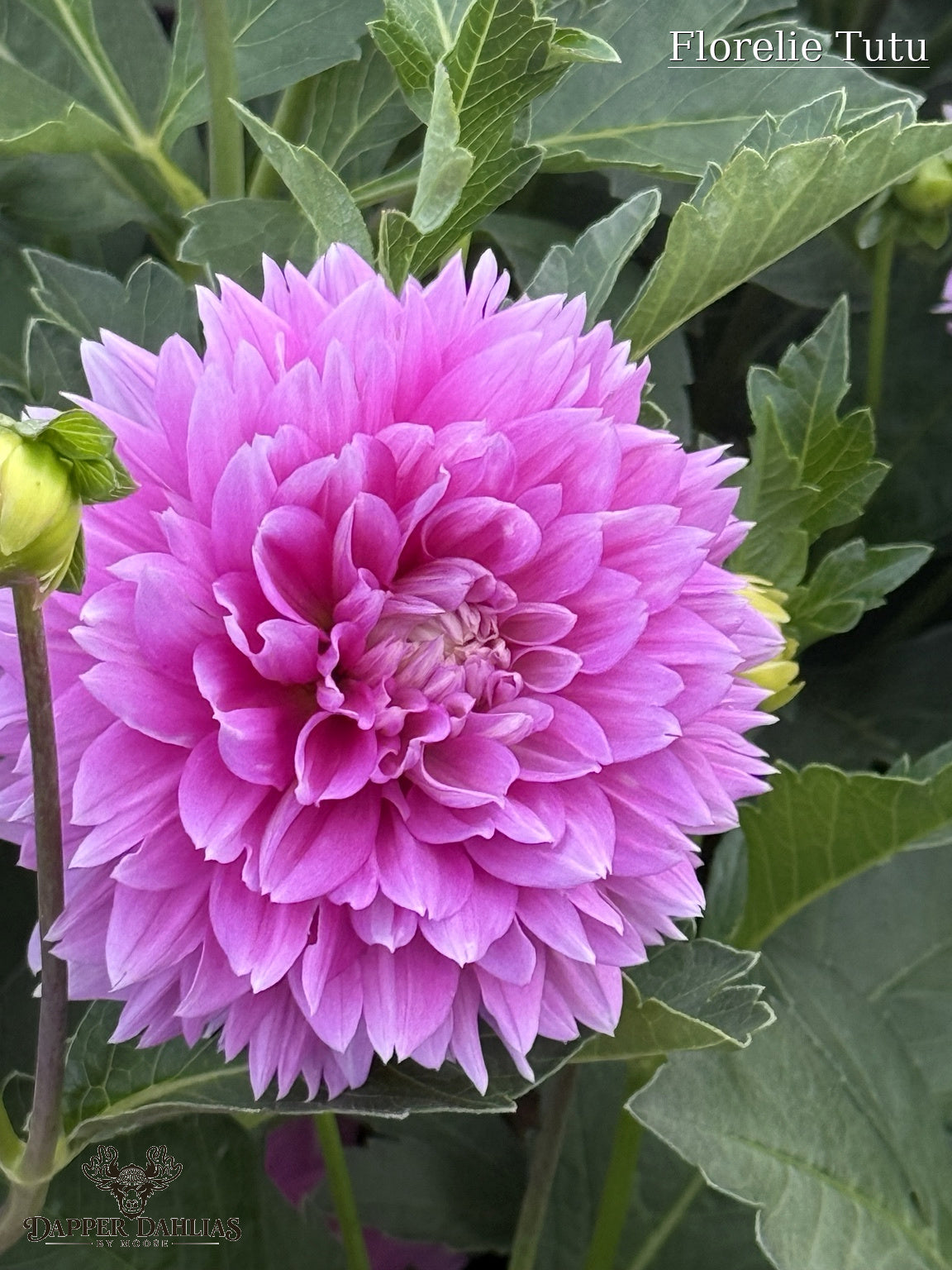 Florelie Tutu dahlia bloom displaying soft lavender, orchid-pink and blush petals with a fluffy informal decorative form