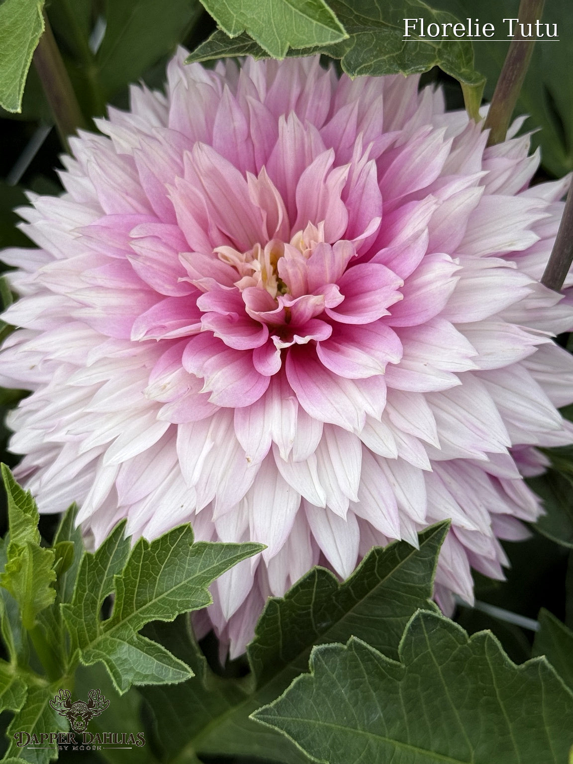 Close-up of Florelie Tutu dahlia showing layered lavender-pink petals and the variety’s distinctive fimbriated petal tips