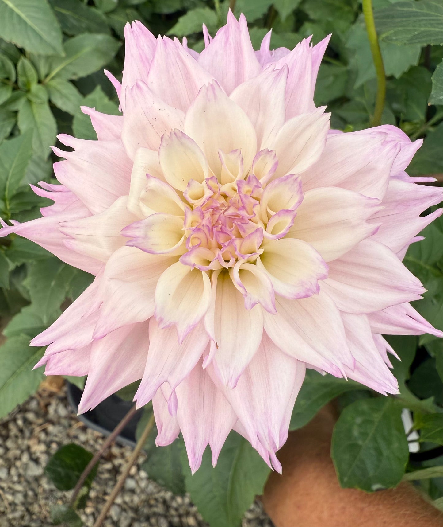 Lee's Queen Pueta Rooted Cuttings