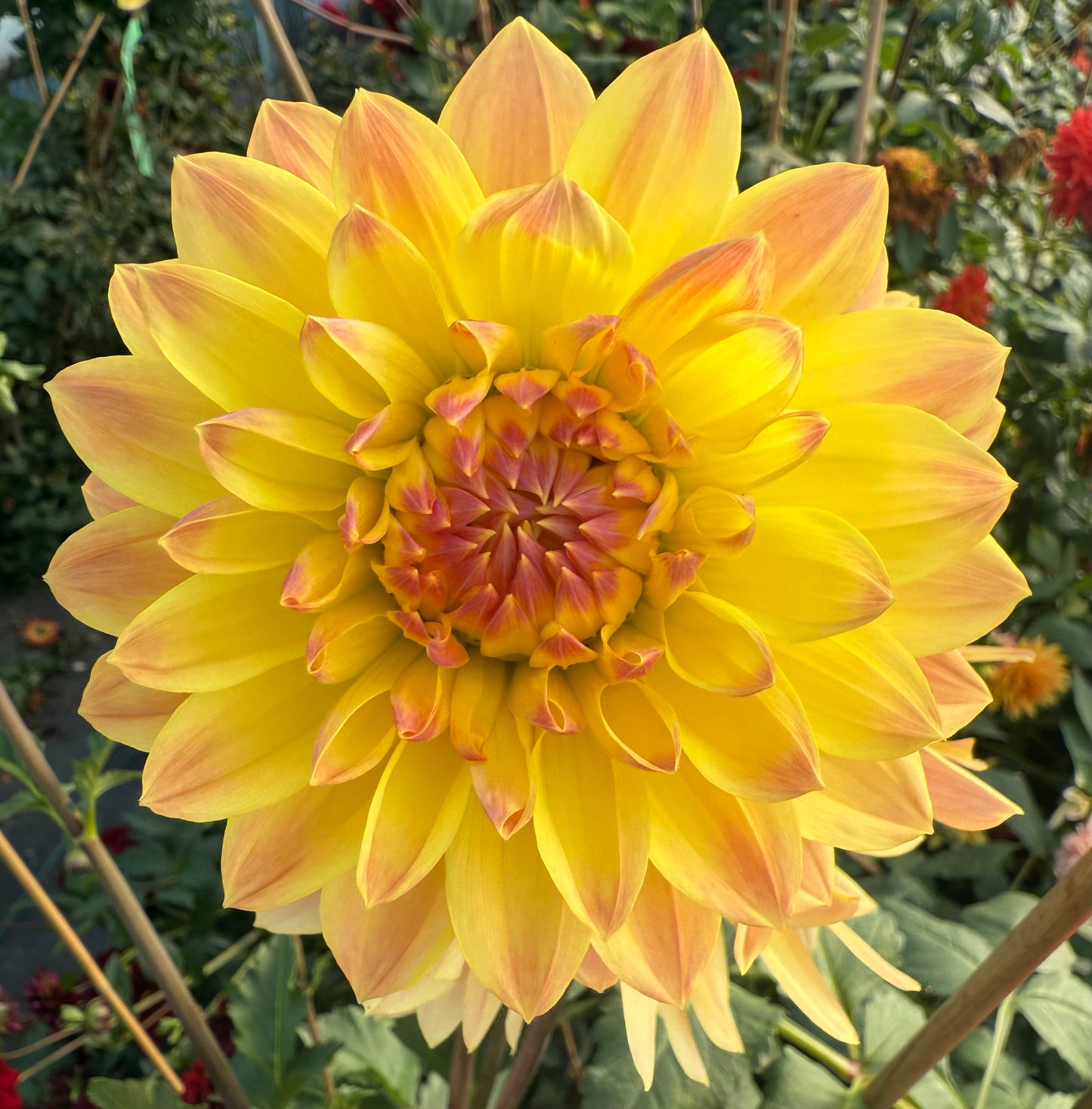 Lee’s Lotusland Rooted Cuttings