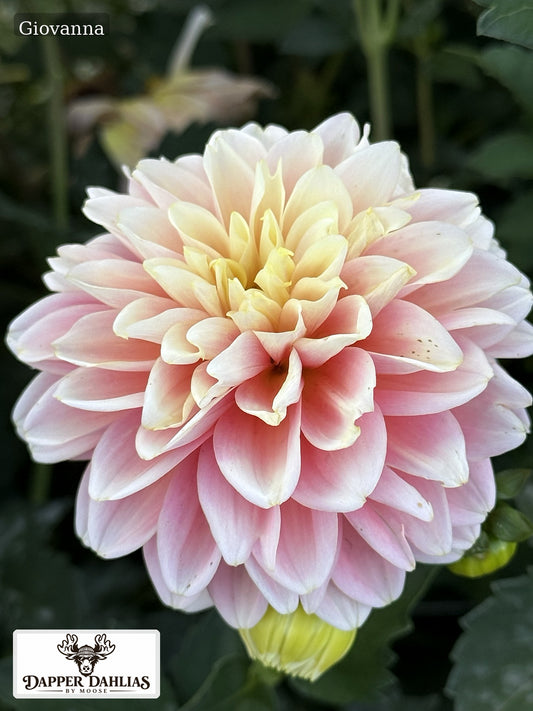 Giovanna decorative dahlia blooming in the garden, featuring soft cream, peach and blush-pink coloring for bouquets and floral design.