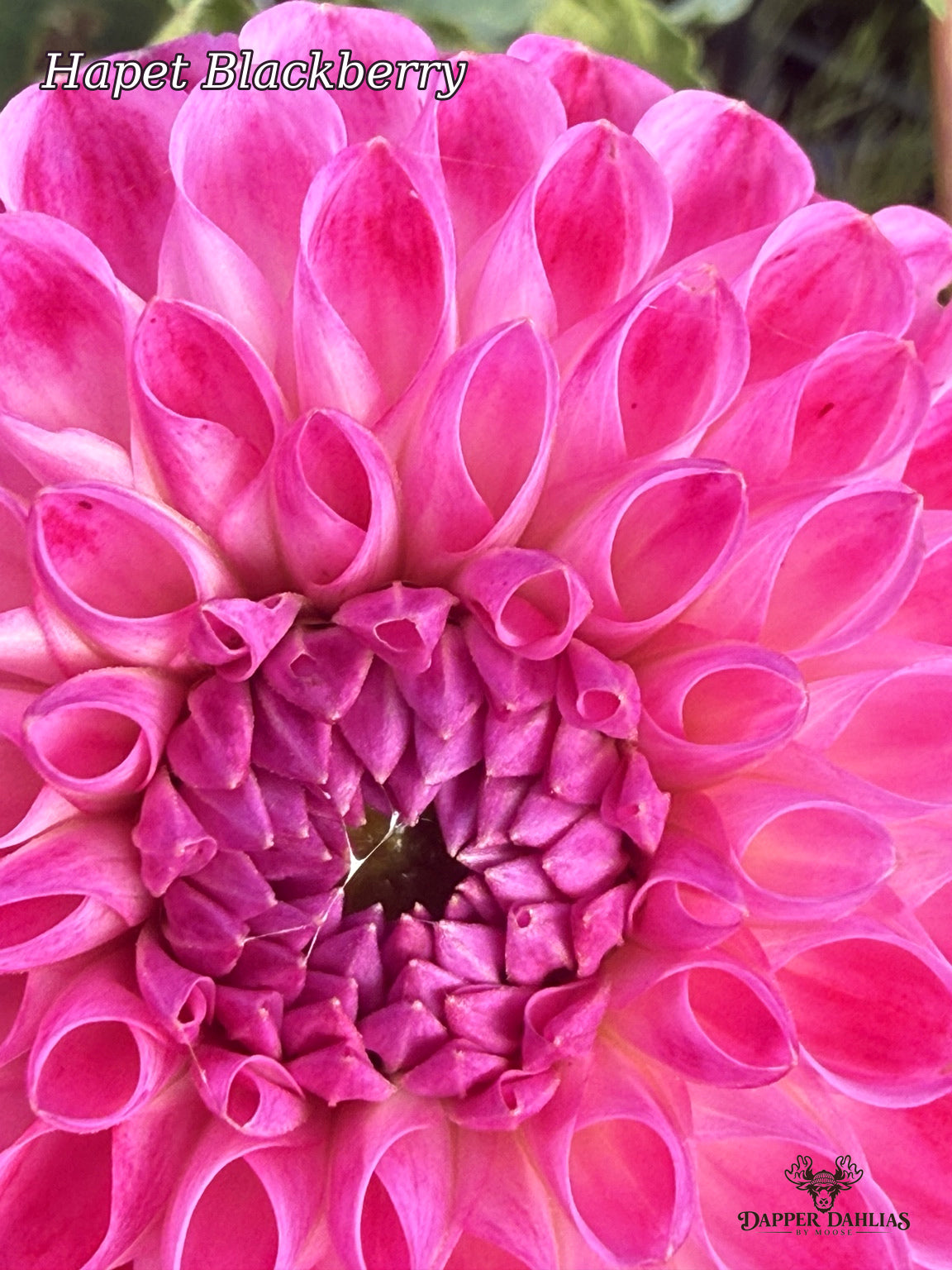 Close-up of Hapet Blackberry dahlia showing vivid pink petals with darker blackberry-purple tones and rolled petal centers