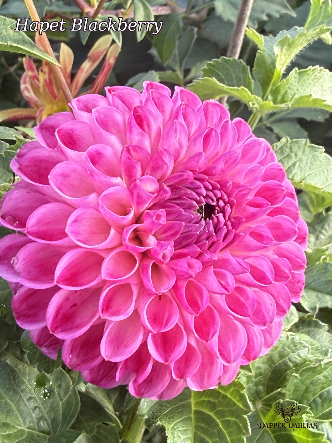 Hapet Blackberry dahlia in full bloom with bright pink petals, tightly rolled inner petals, and a dark berry-toned center