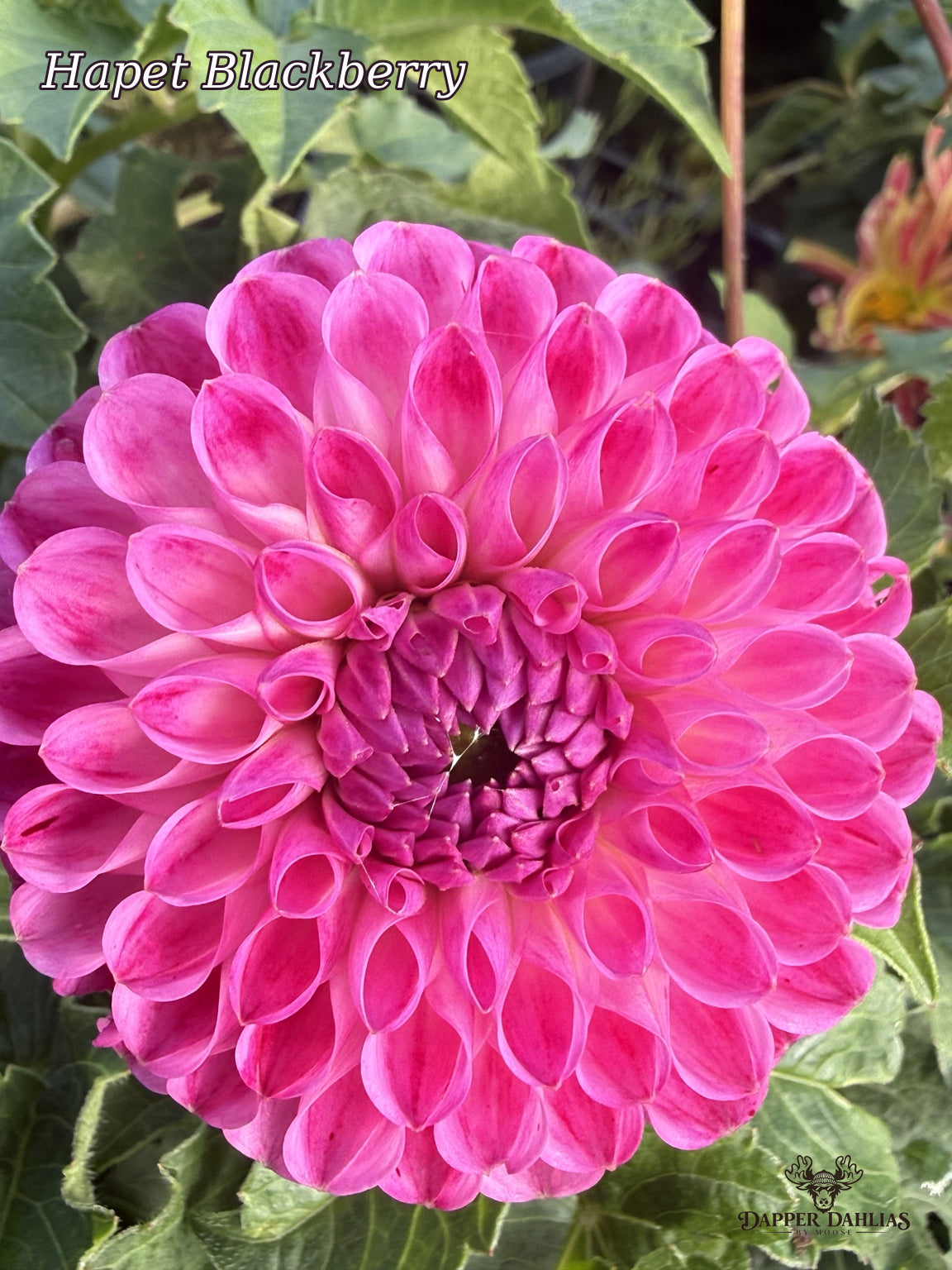 Hapet Blackberry dahlia with layered pink and blackberry-purple petals forming a rounded ball-shaped bloom
