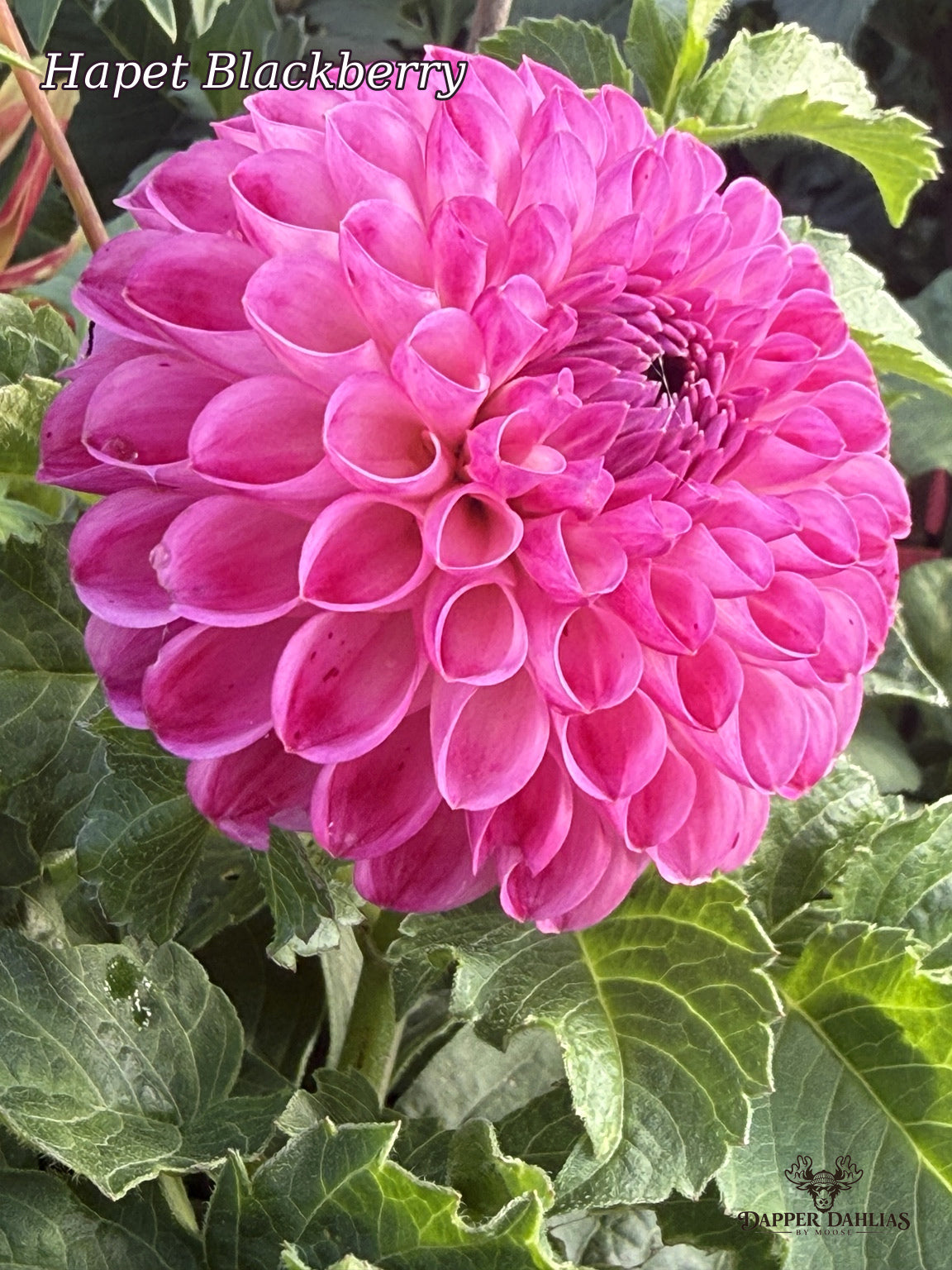 Hapet Blackberry dahlia in a garden surrounded by green foliage, with vivid pink petals and a deep berry-colored center