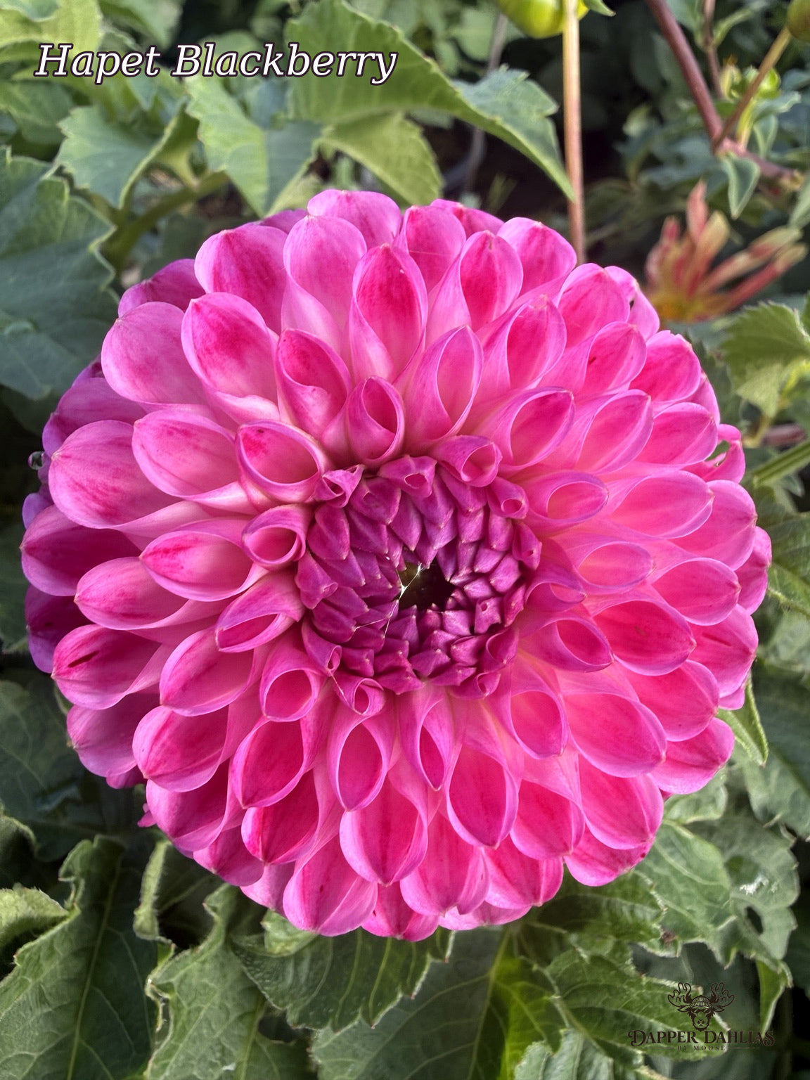 Side view of a Hapet Blackberry dahlia showing its rounded pink petals and darker purple-pink inner petals