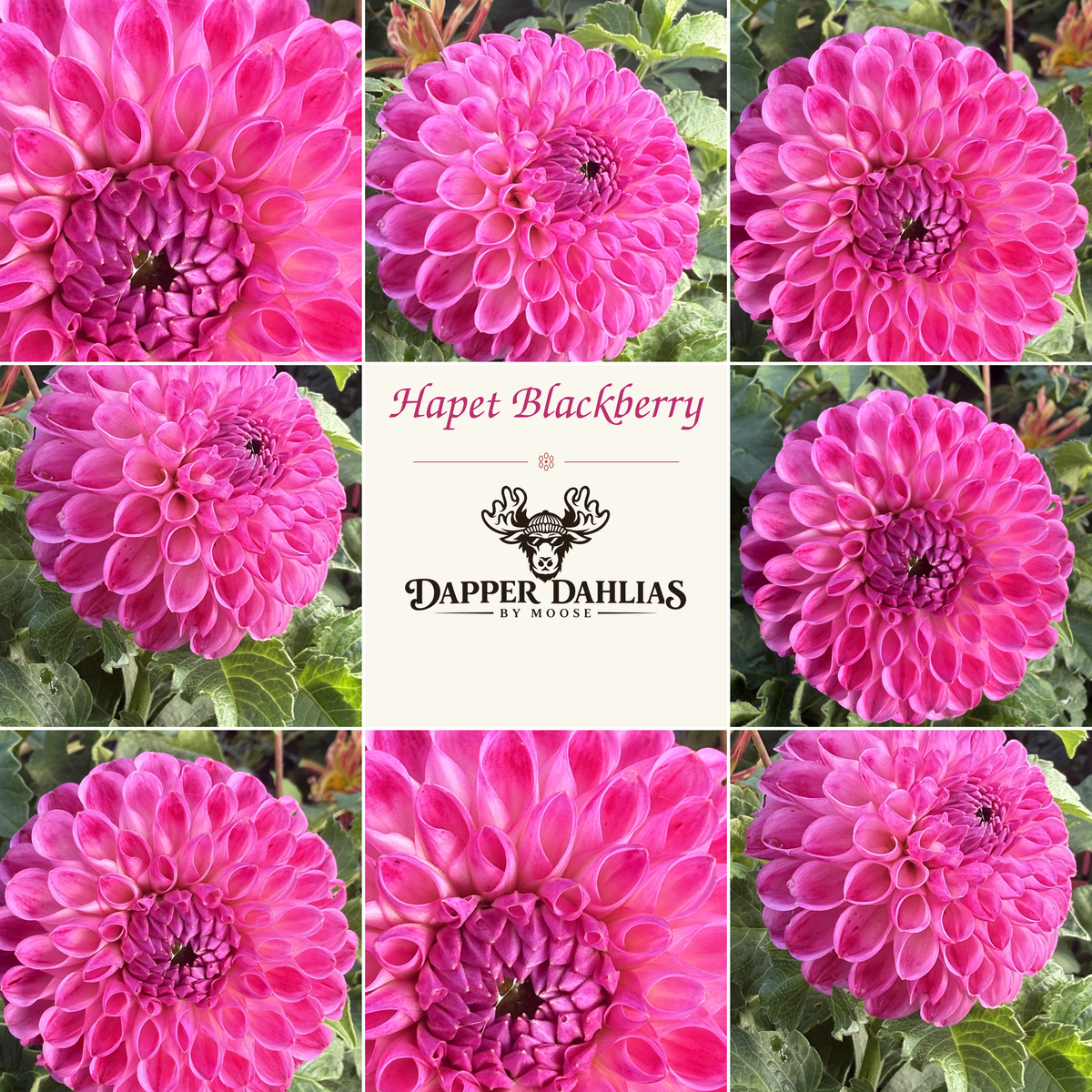 Hapet Blackberry dahlia collage featuring multiple views of vivid pink and blackberry-purple blooms with Dapper Dahlias by Moose branding