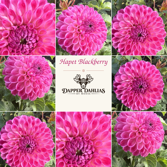 Hapet Blackberry dahlia collage featuring multiple views of vivid pink and blackberry-purple blooms with Dapper Dahlias by Moose branding