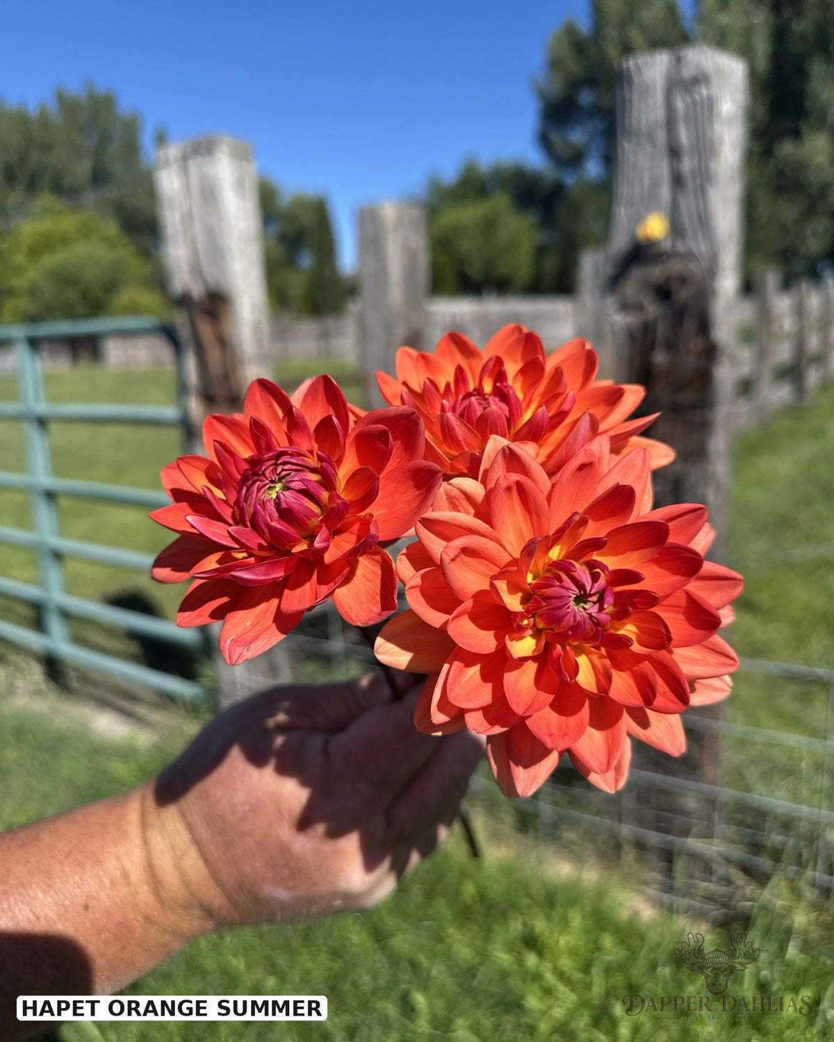 3 blooms of Hapet Orange Summer dahlia in the Dapper Dahlia Fields