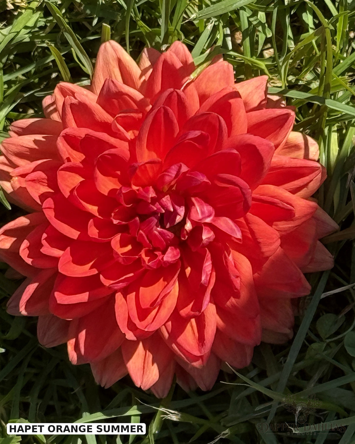 Hapet Orange Summer waterlily dahlia blooming against a beautiful green pasture.