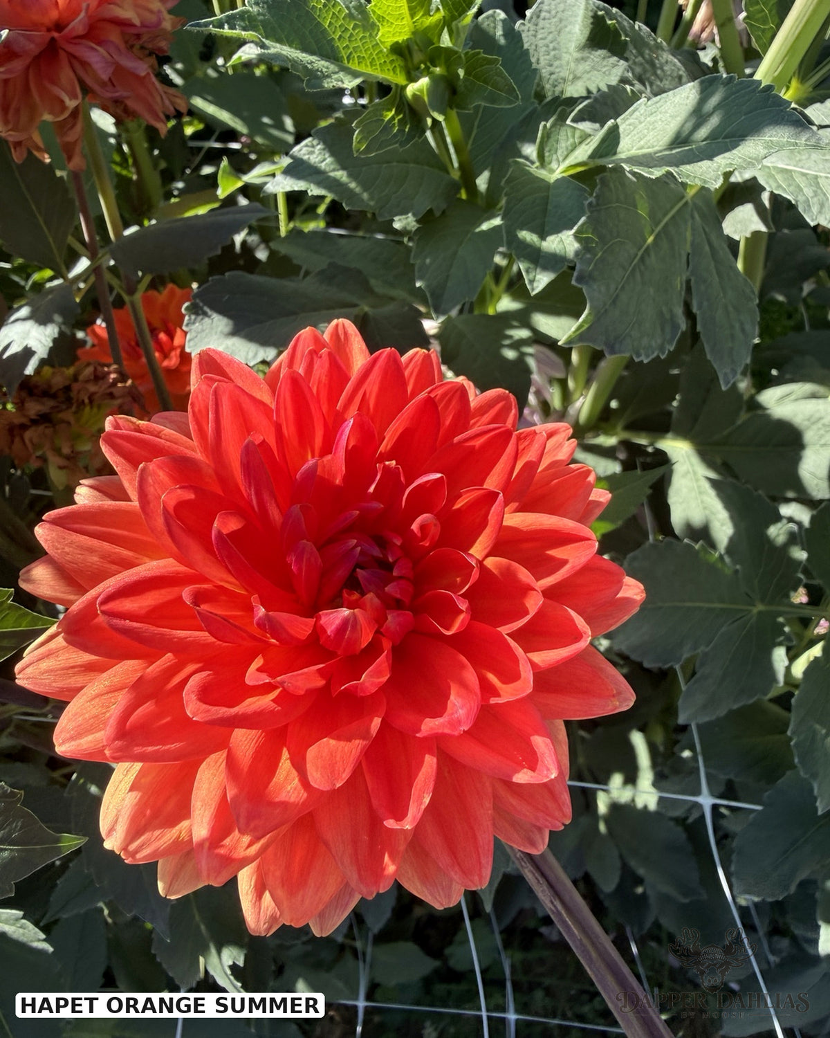 A close-up of a blooming dahlia flower in vivid orange-red tones, surrounded by green leaves and garden stems. Text in the lower-left corner reads 'HAPET ORANGE SUMMER'.