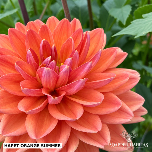 Closeup of Hapet Orange Summer Dahlia.