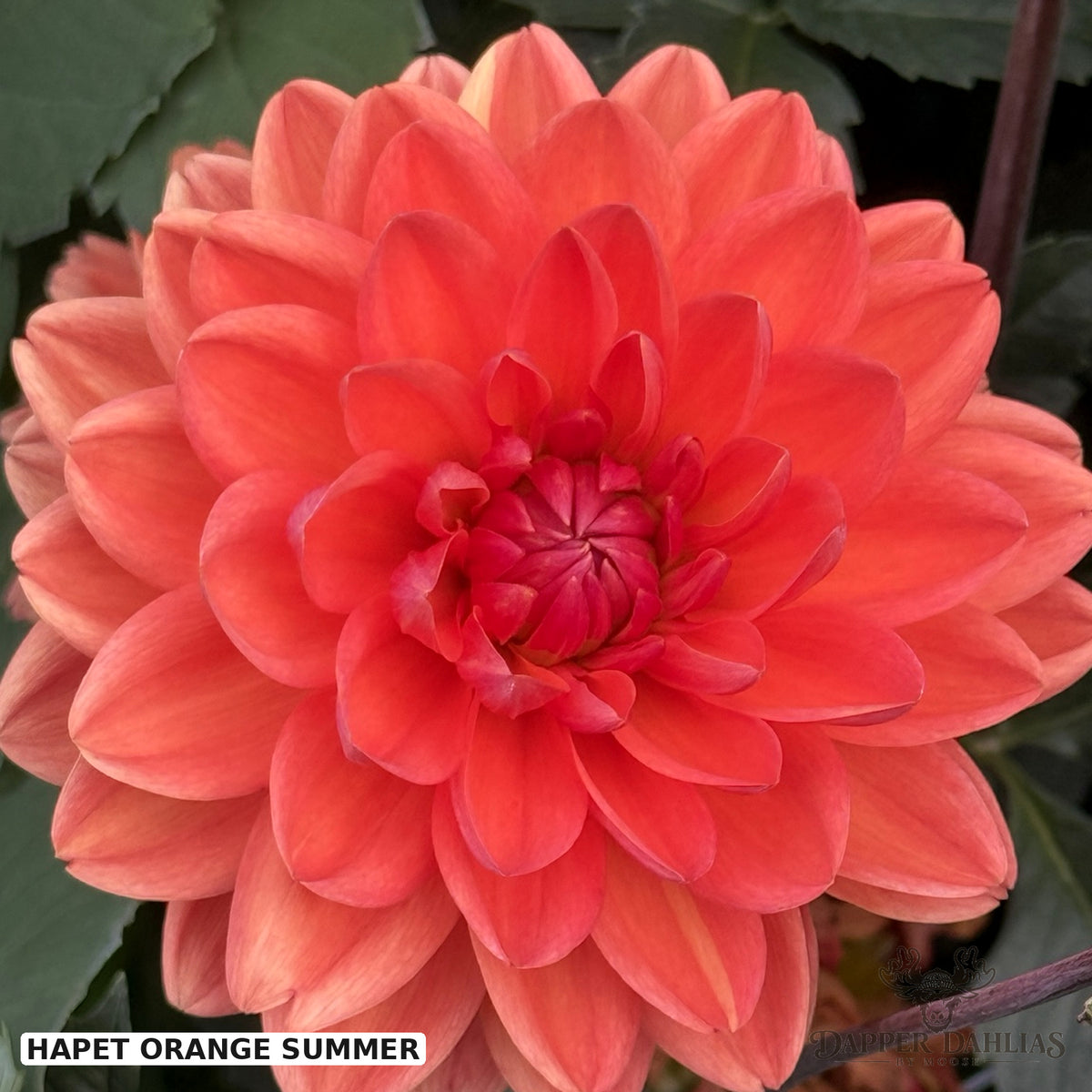 Close up of Hapet Orange Summer Dahlia a blooming waterlily form dahlia with apricot-orange colored flowers.