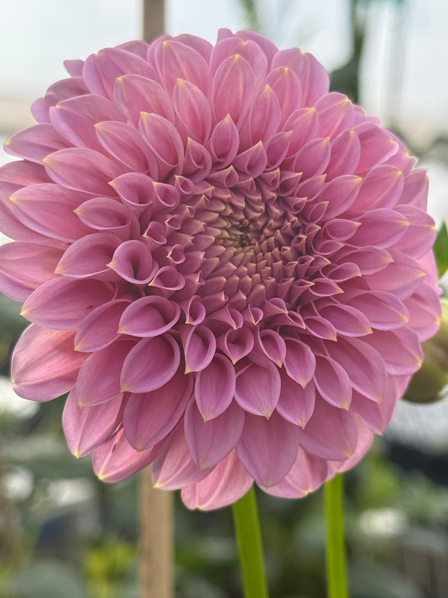 Araluen Leatrice Dahlia