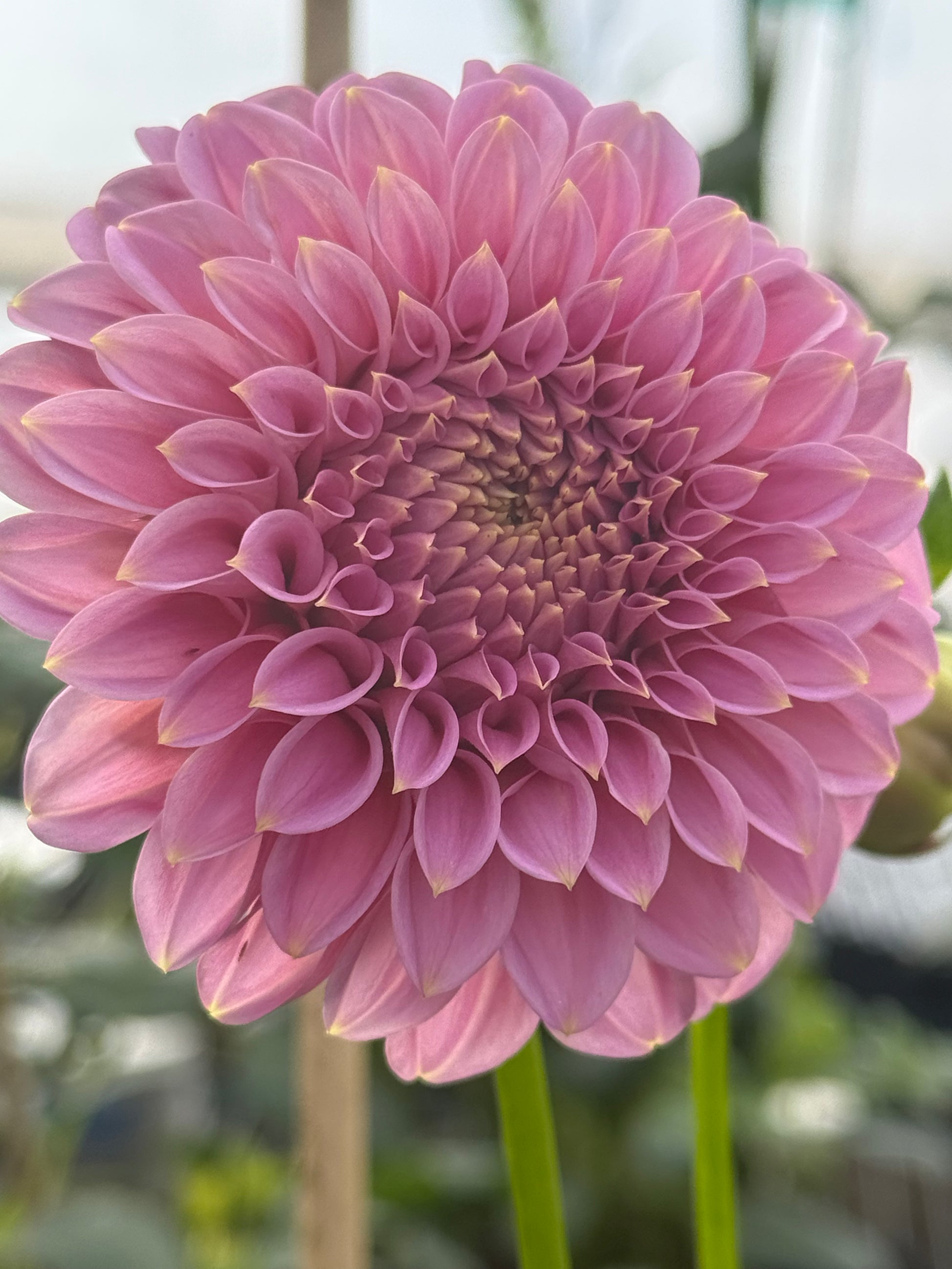 Araluen Leatrice Dahlia