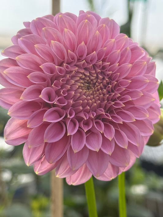 Araluen Leatrice Dahlia