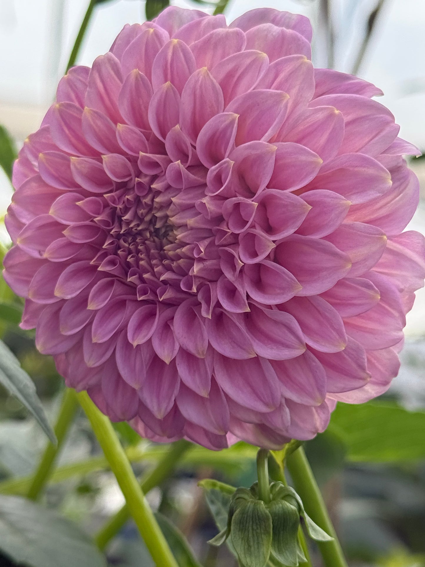 Araluen Leatrice Dahlia