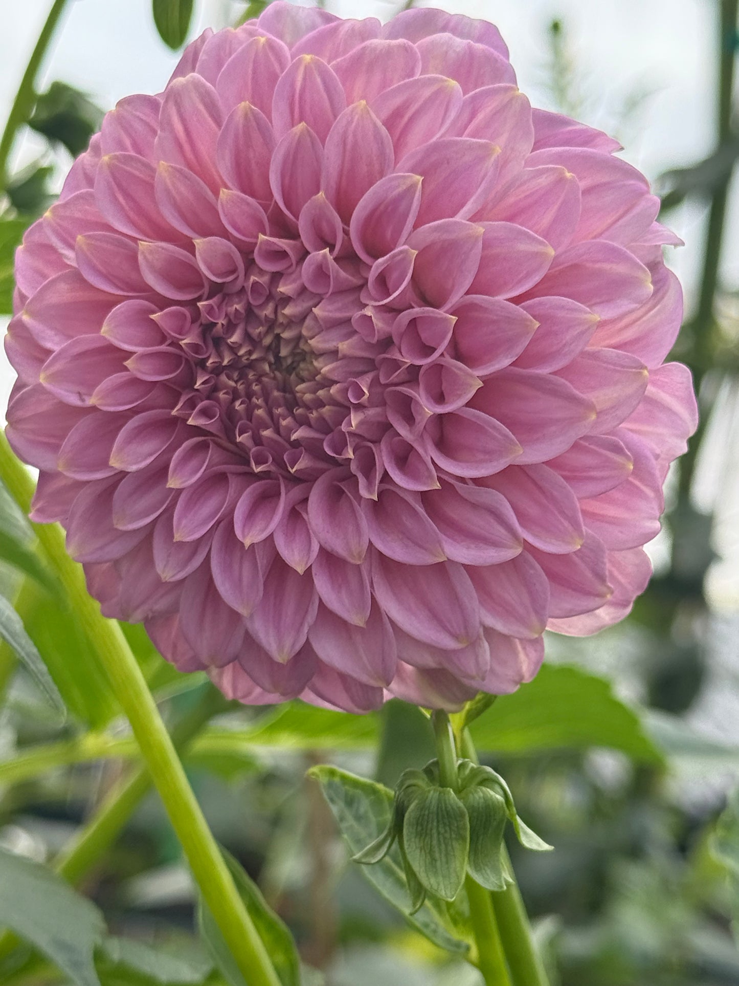 Araluen Leatrice Dahlia