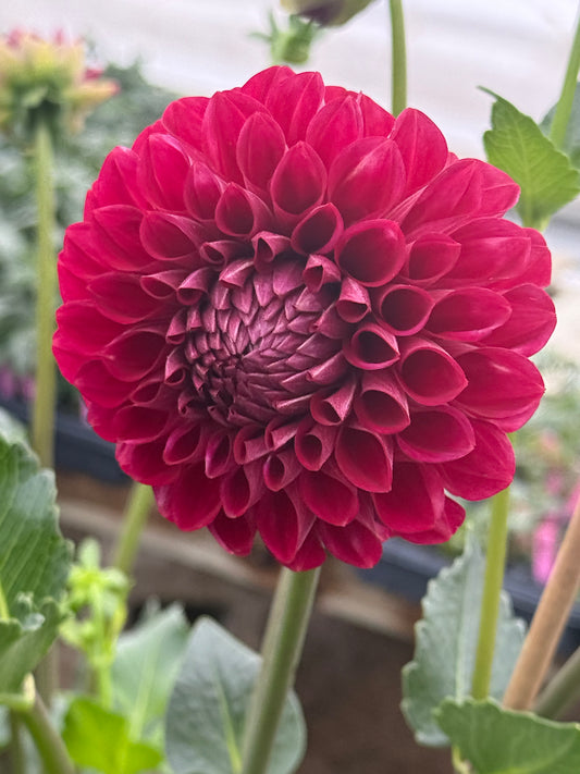 RM Silver Fox Dahlia