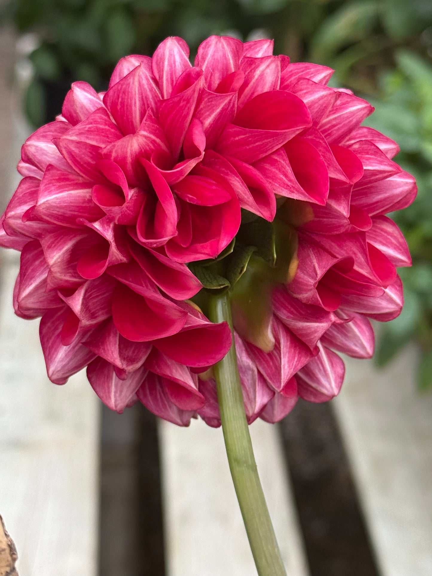 RM Silver Fox Dahlia