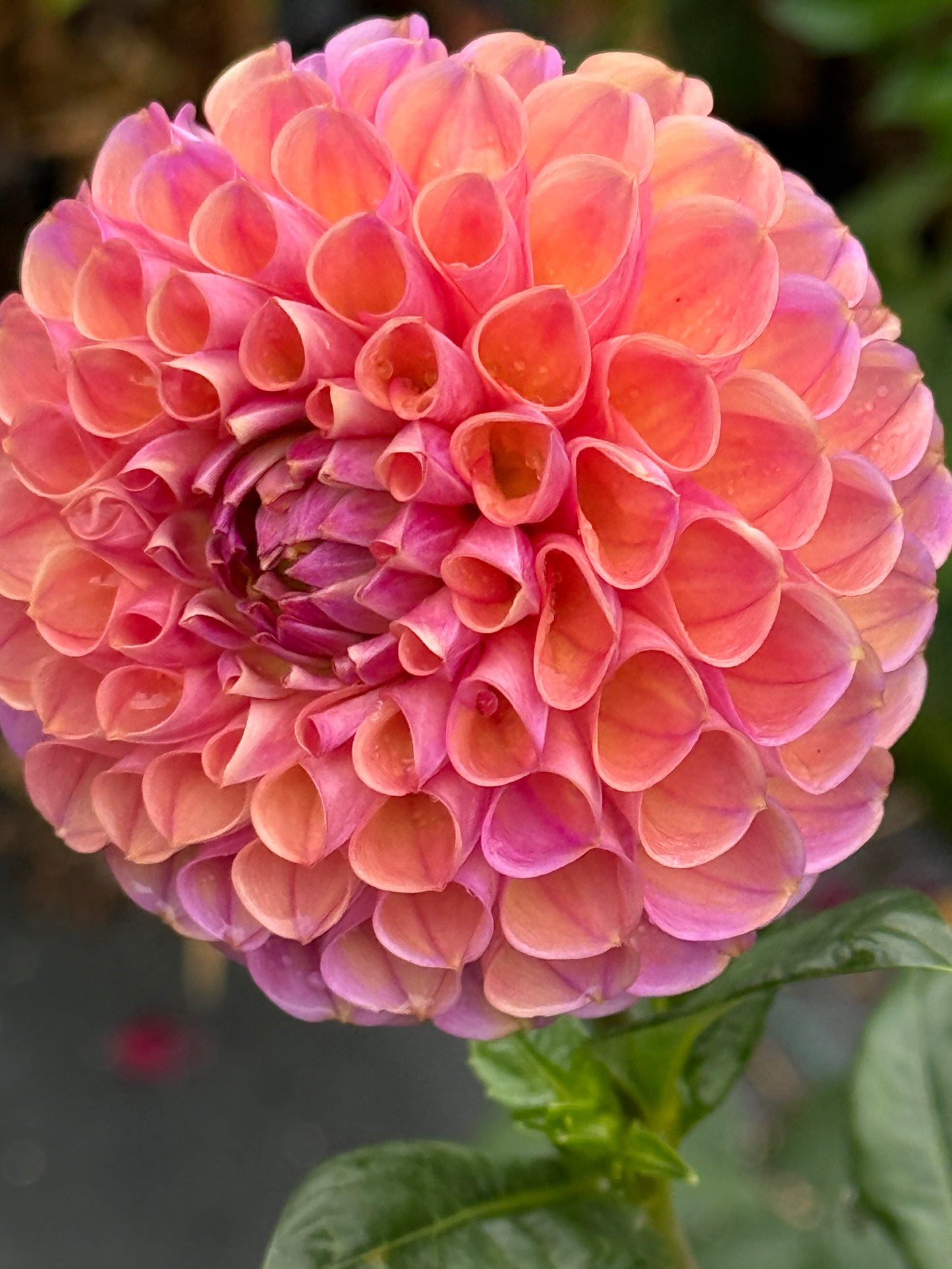 Hapet Coppery Dahlia