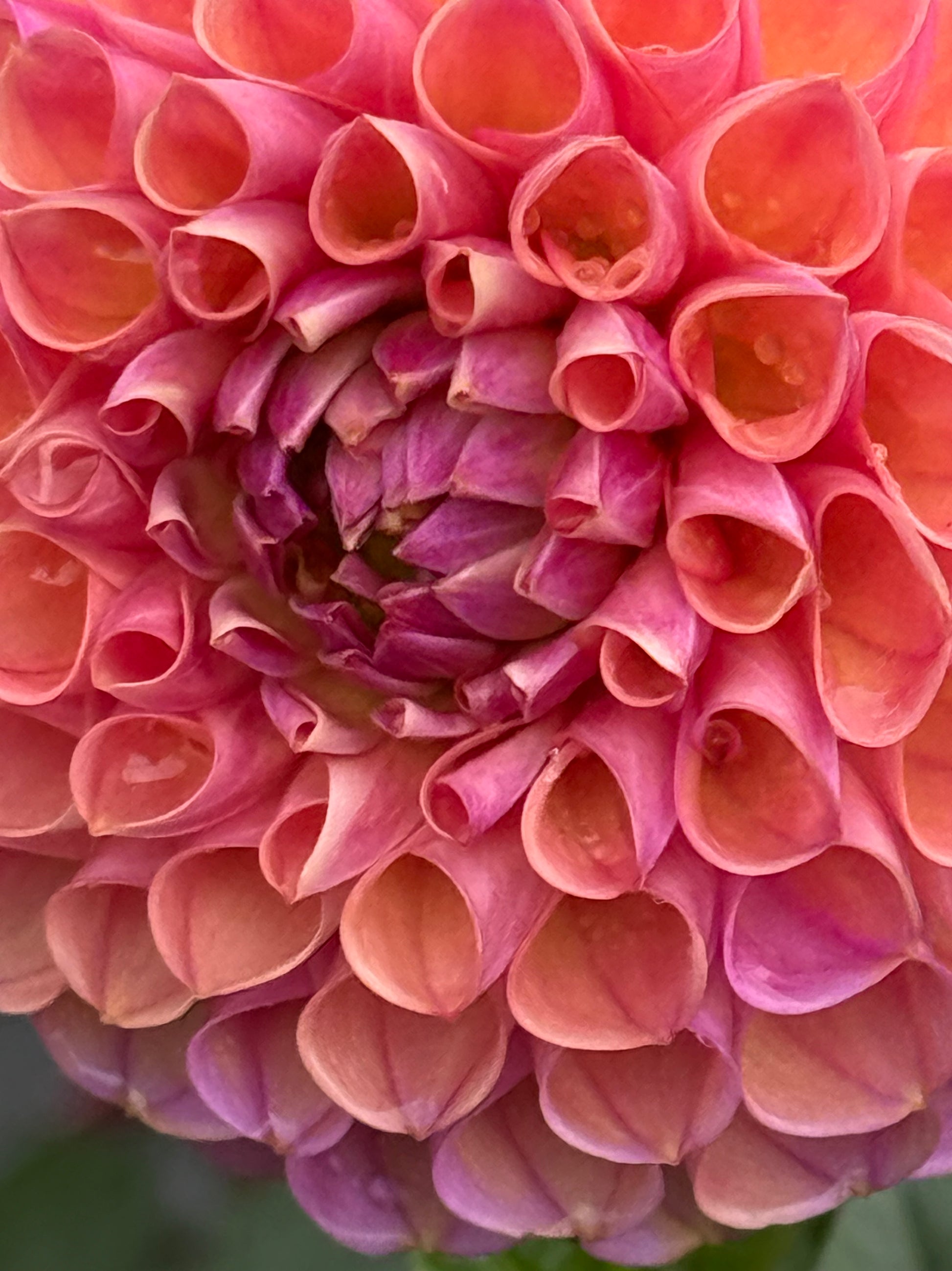 Hapet Coppery Dahlia