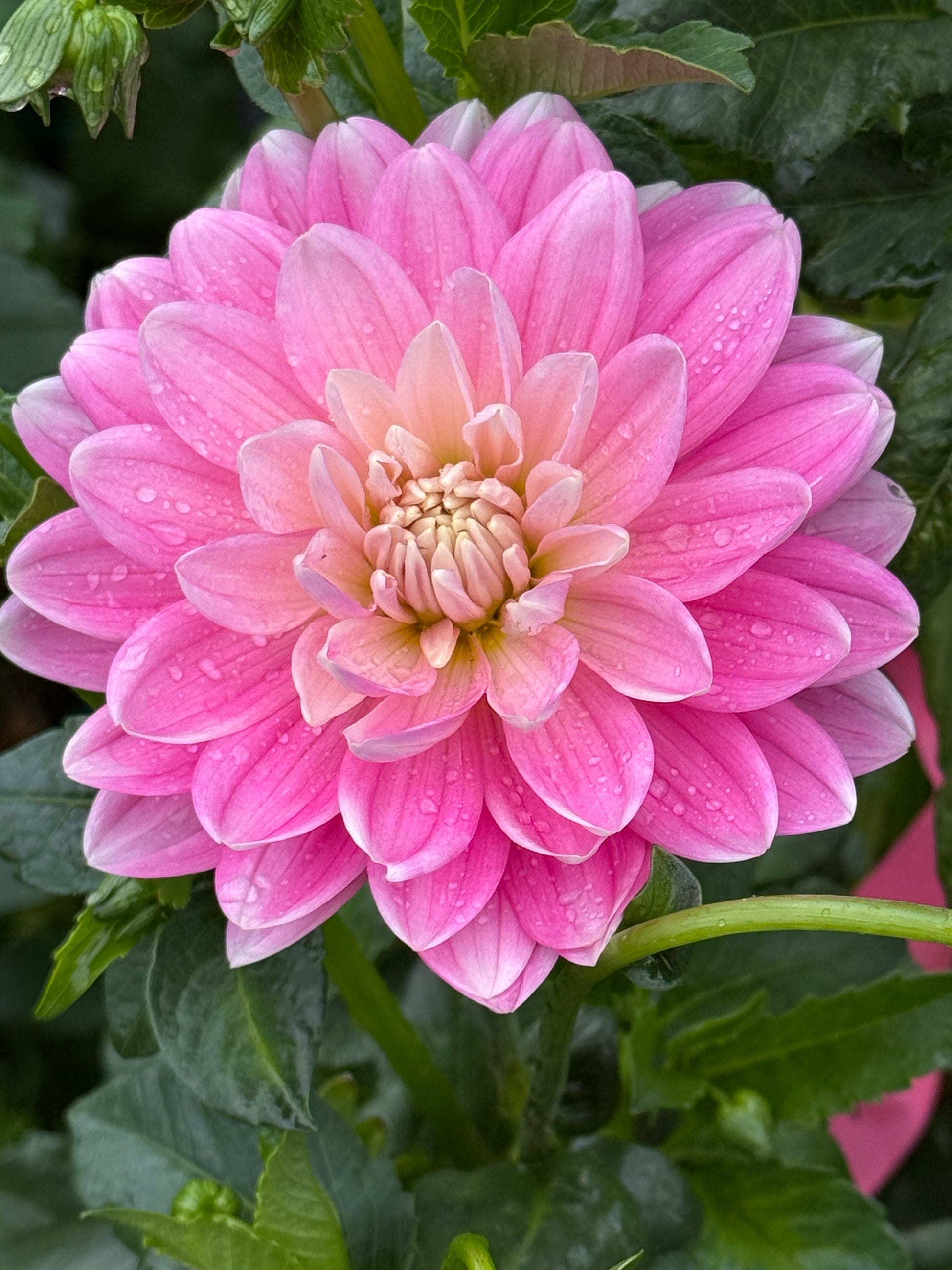 Hollyhill Pink Parfait Dahlia