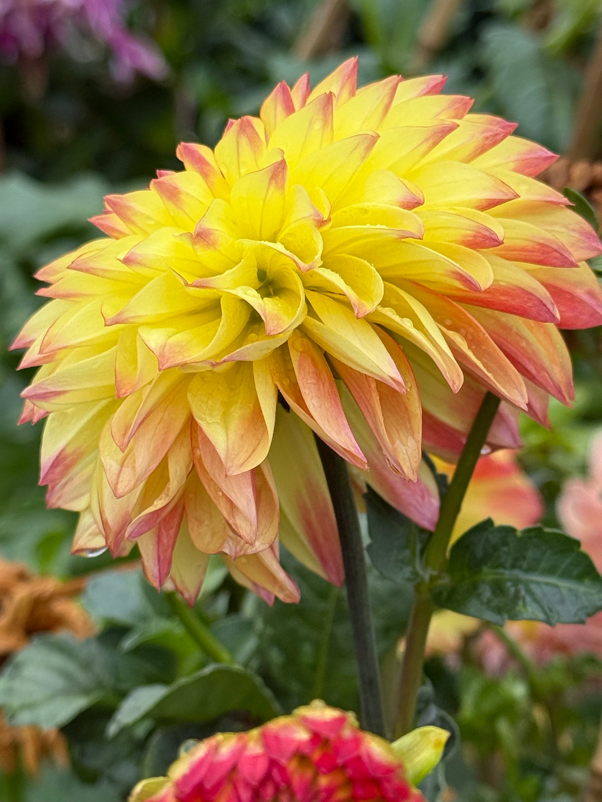 HBG Phoenix Phyre Dahlia