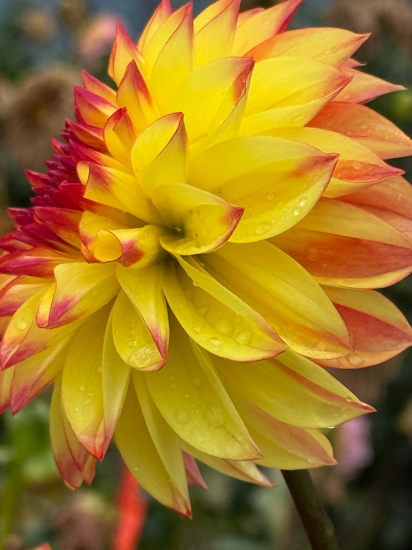 HBG Phoenix Phyre Dahlia