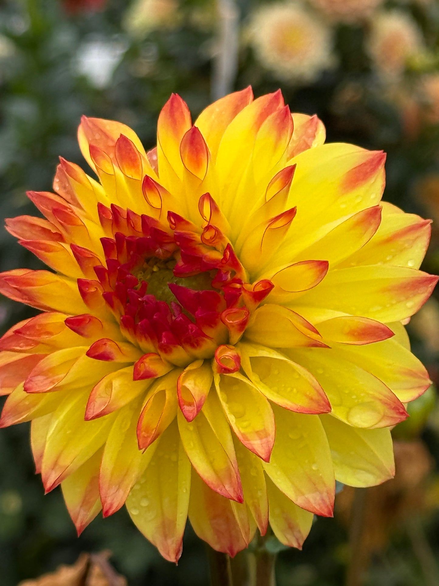 HBG Phoenix Phyre Dahlia