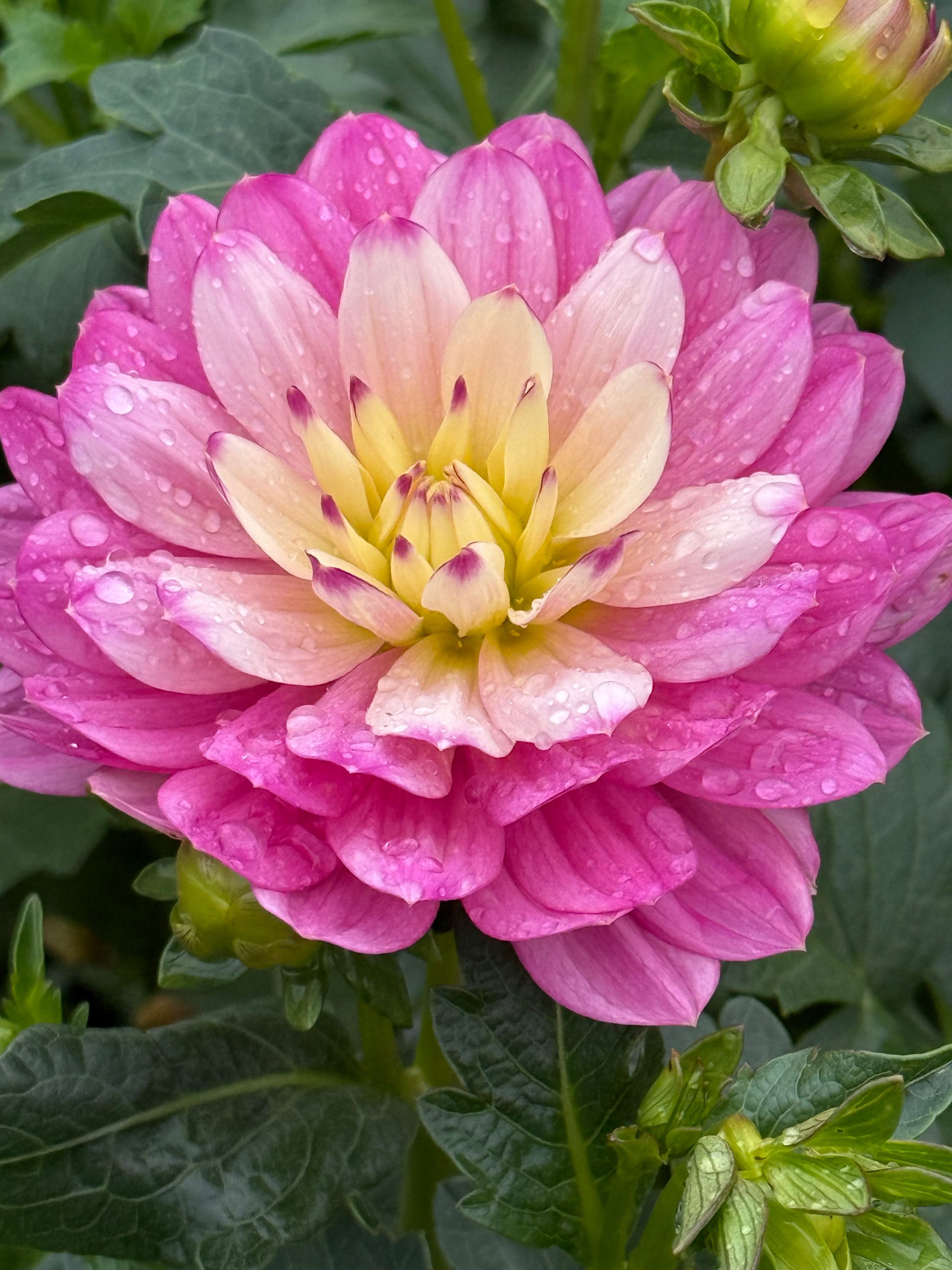 Hollyhill Pink Martini Dahlia