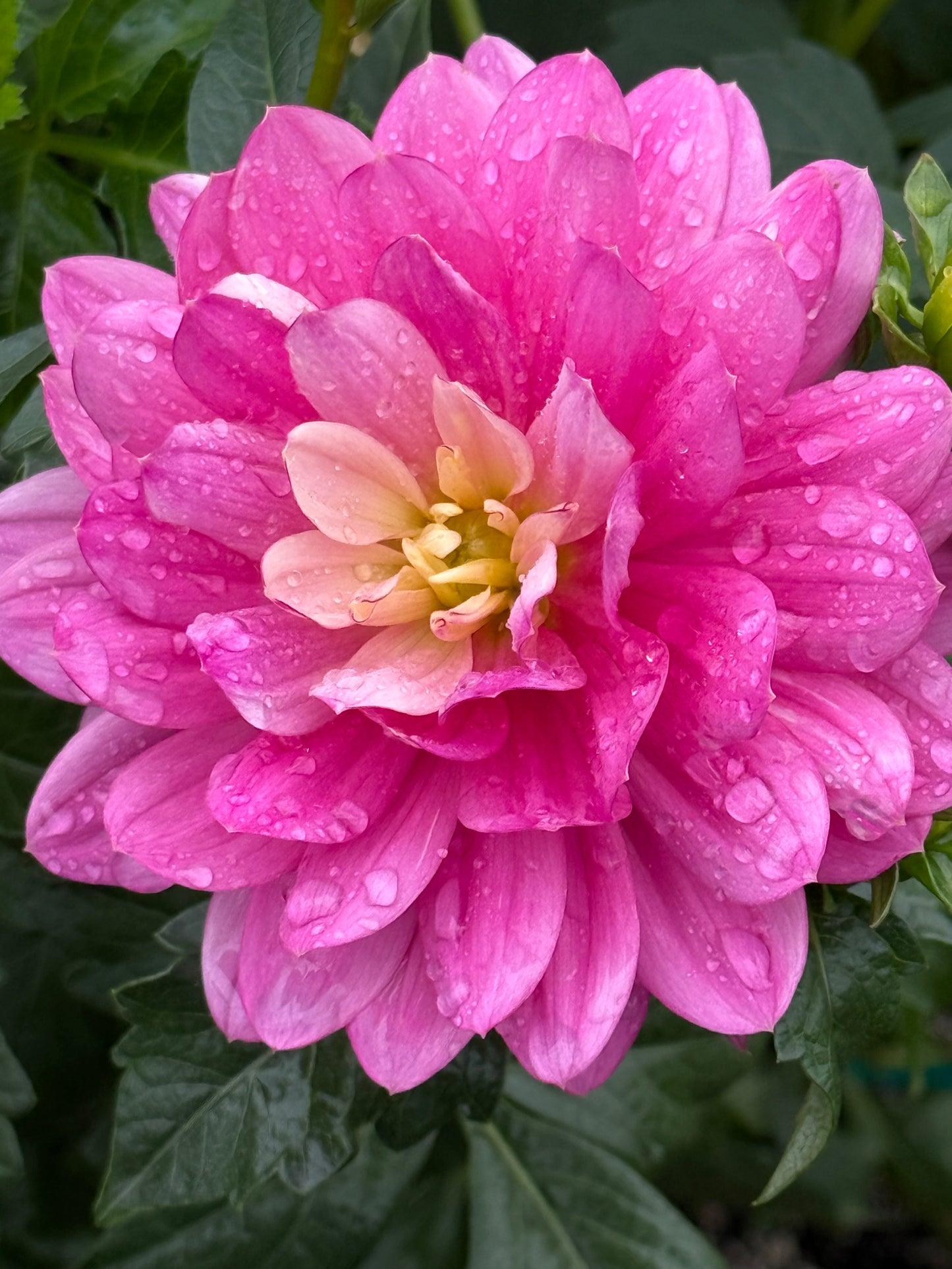 Hollyhill Pink Martini Dahlia
