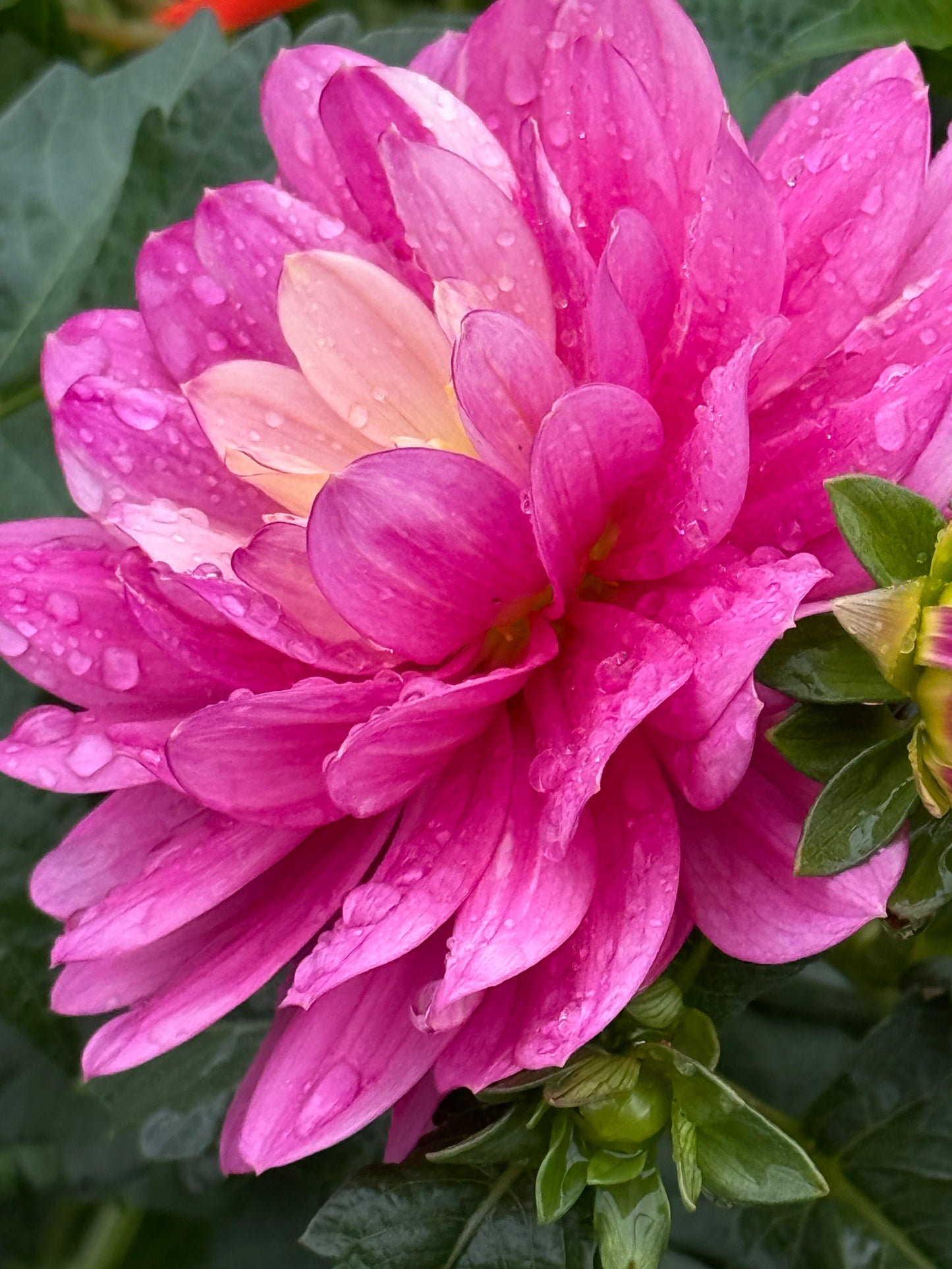 Hollyhill Pink Martini Dahlia