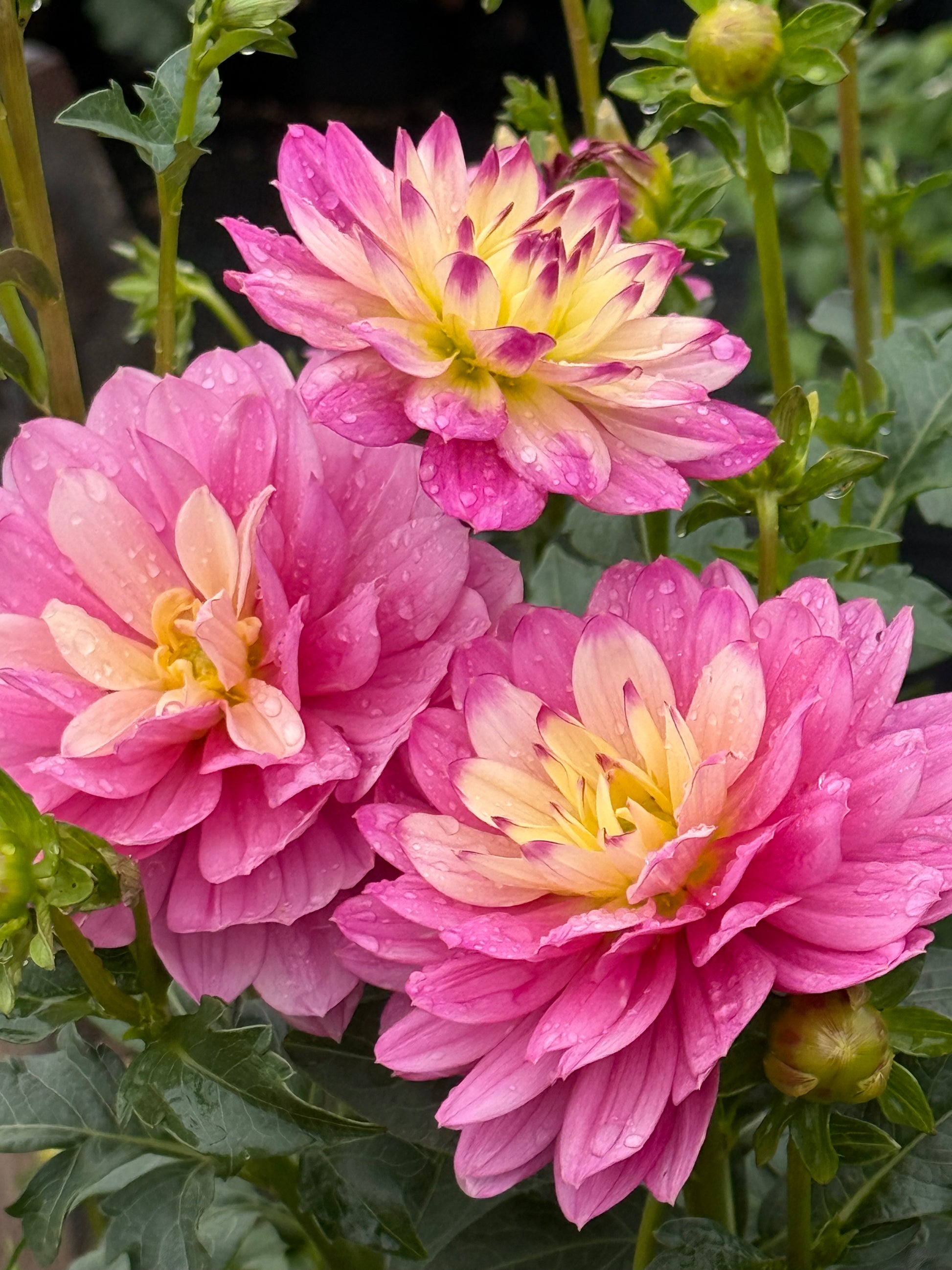 Hollyhill Pink Martini Dahlia