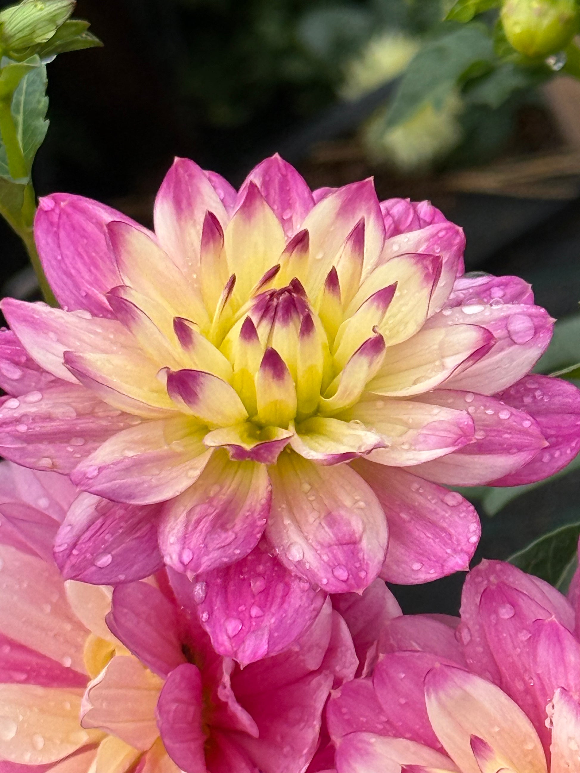 Hollyhill Pink Martini Dahlia