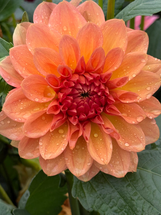 KA’s Sunny Cove Dahlia