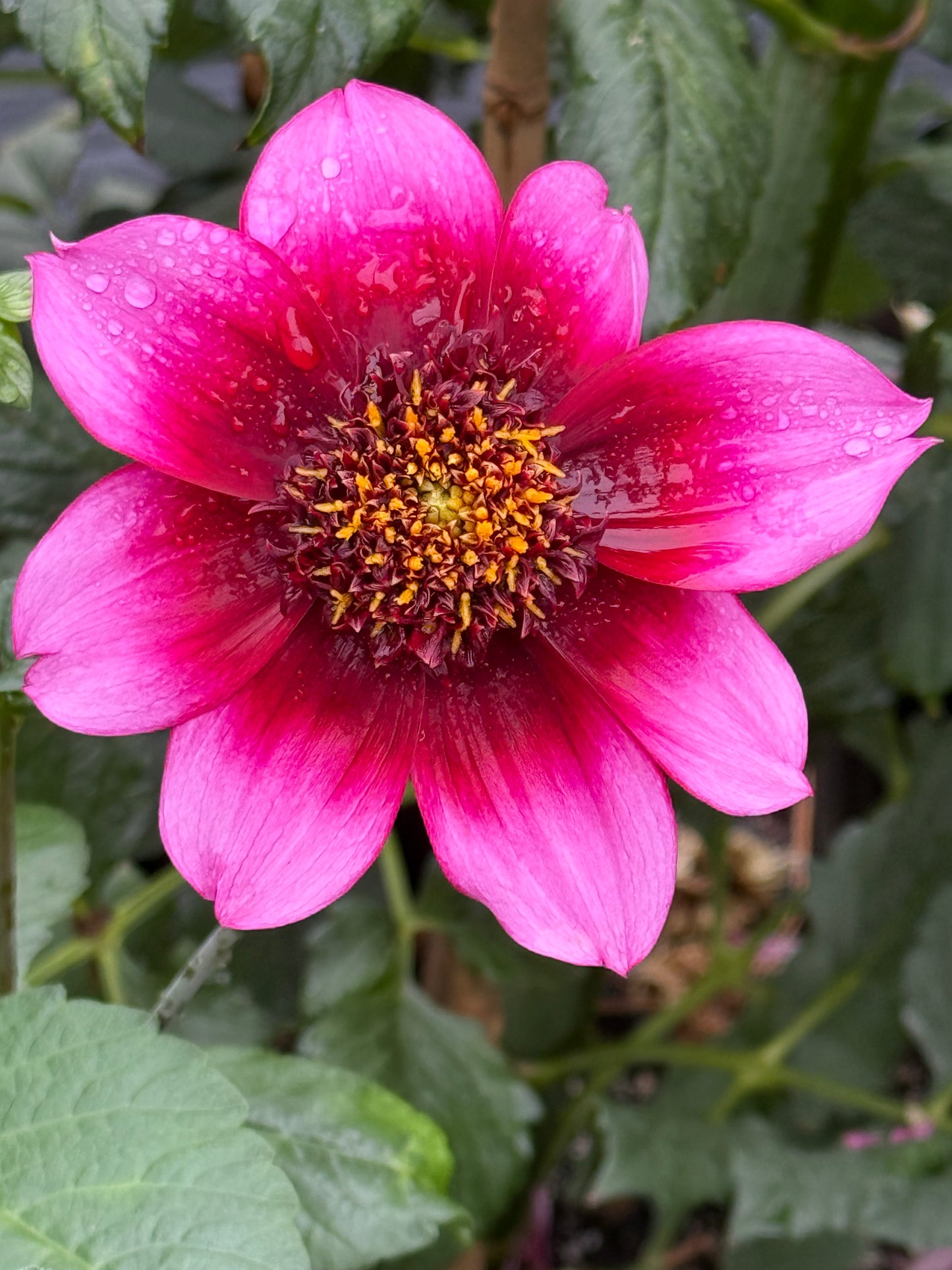 Bloomquist Accolade Dahlia