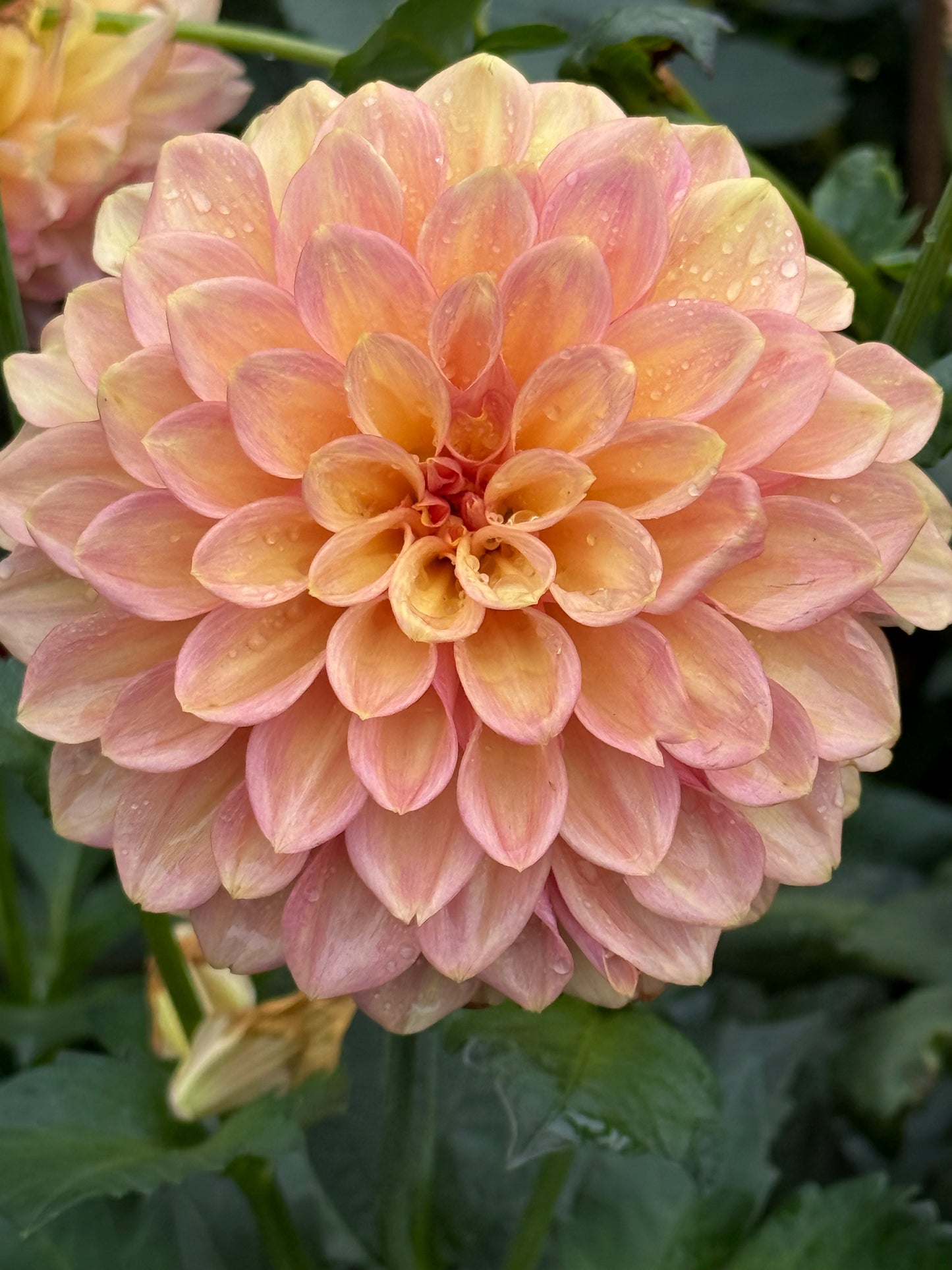 Lee’s Suntan Dahlia