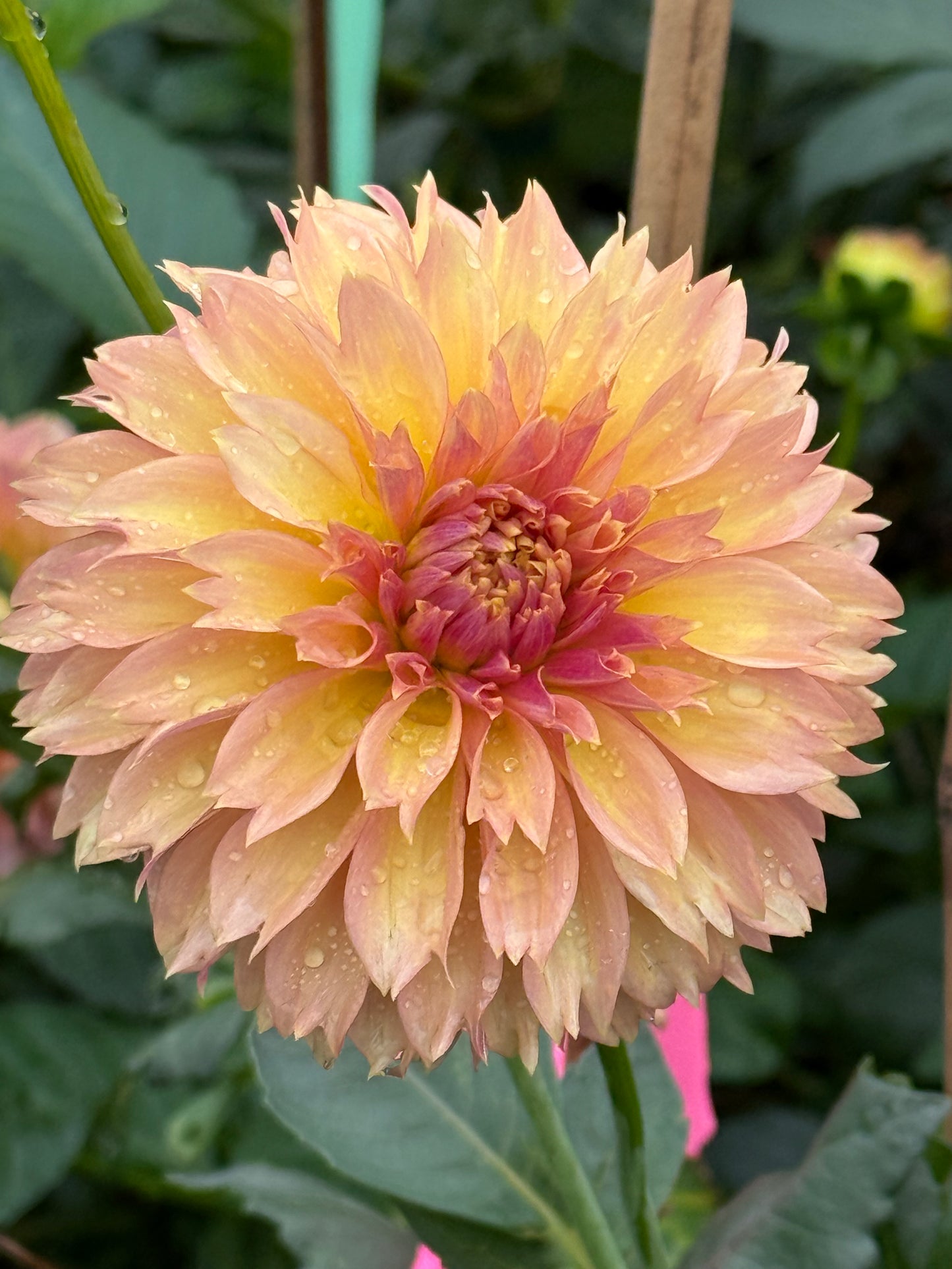 Lee’s Suntan Dahlia