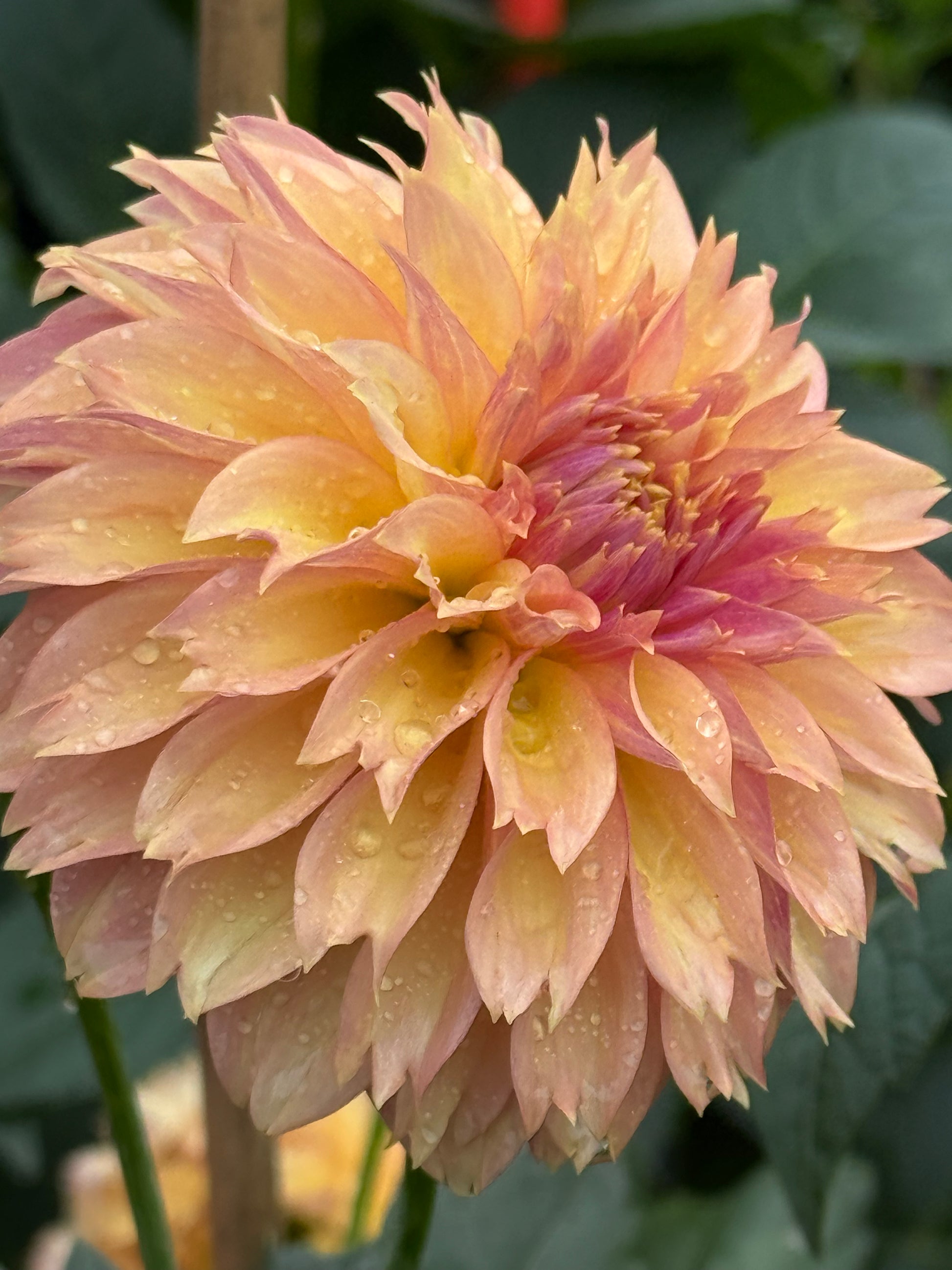 Lee’s Suntan Dahlia