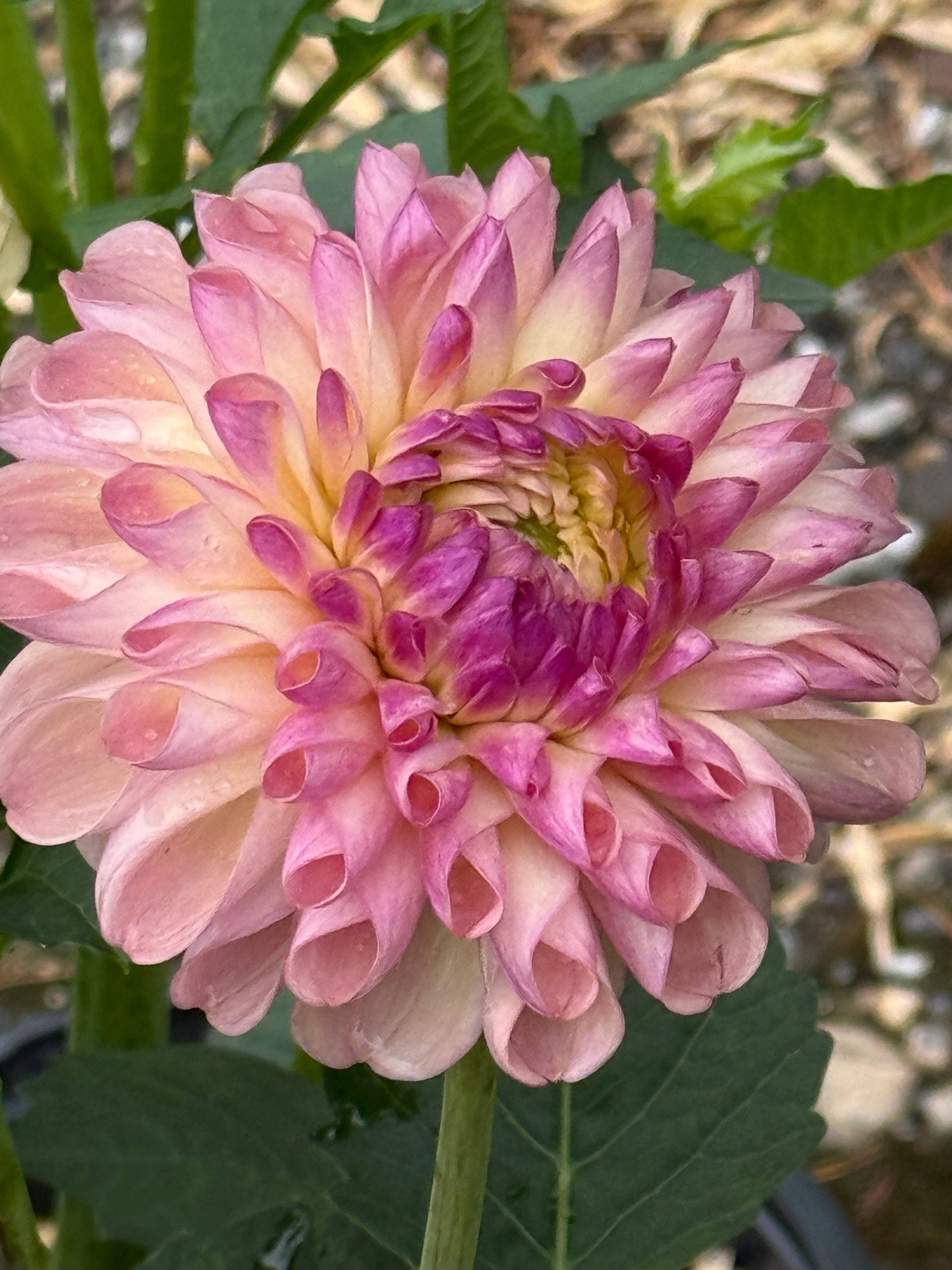 Lee’s Scrumptious Pink Dahlias