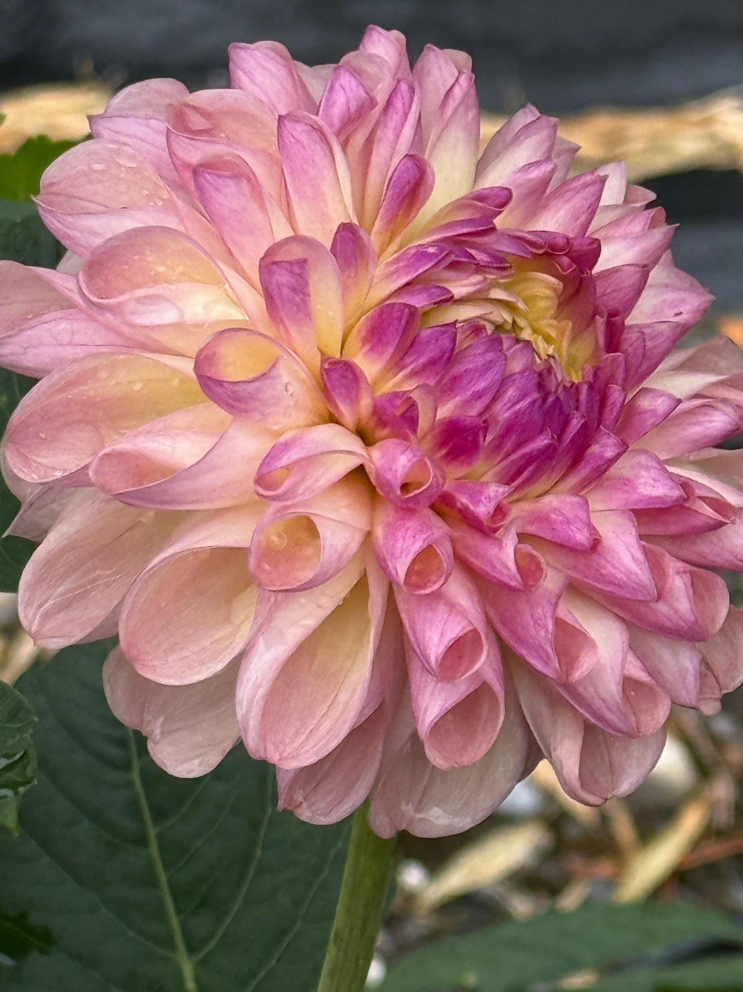 Lee’s Scrumptious Pink Dahlias
