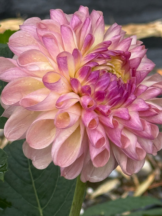 Lee’s Scrumptious Pink Dahlias