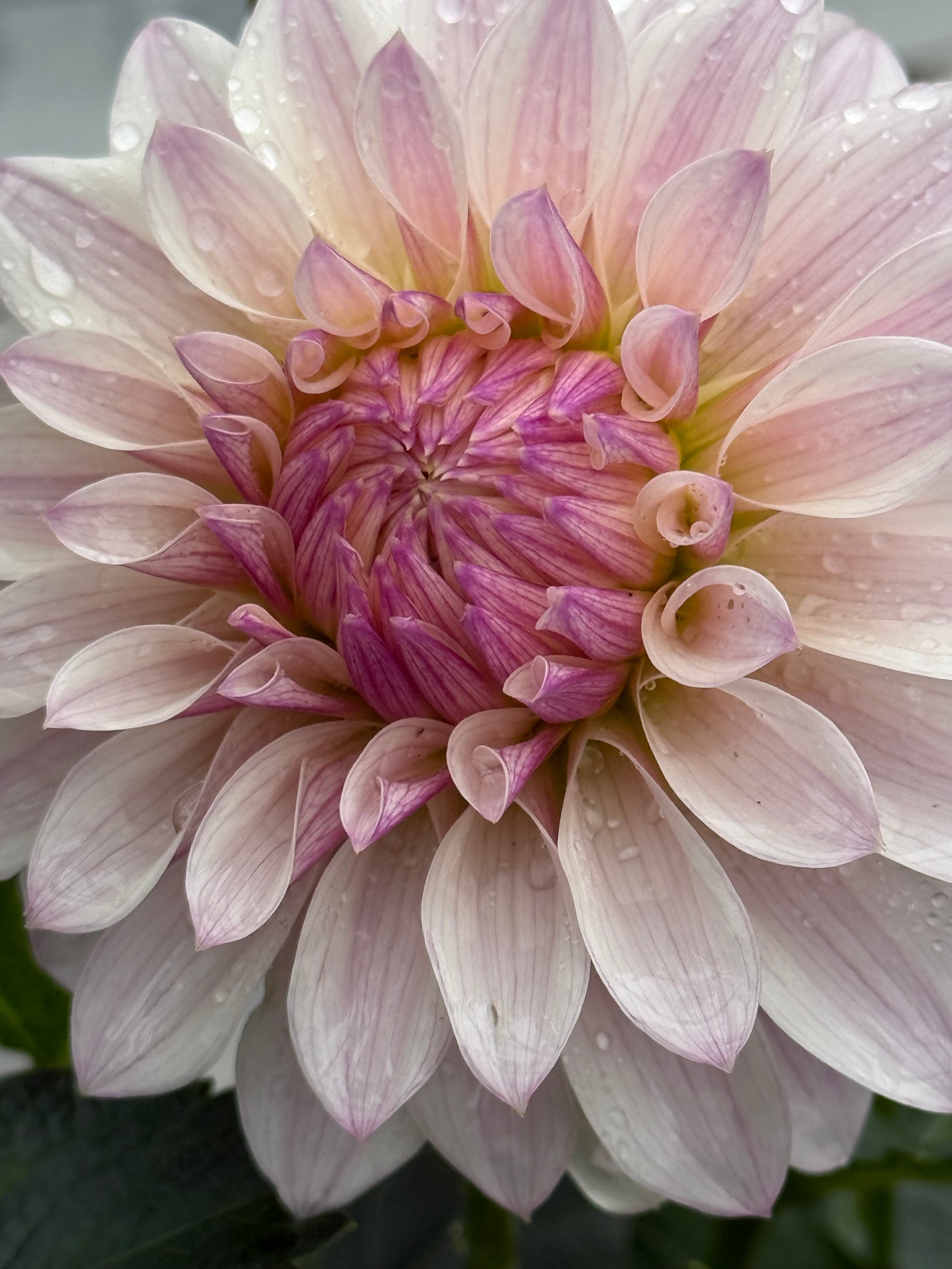 Bloomquist Compare Dahlia
