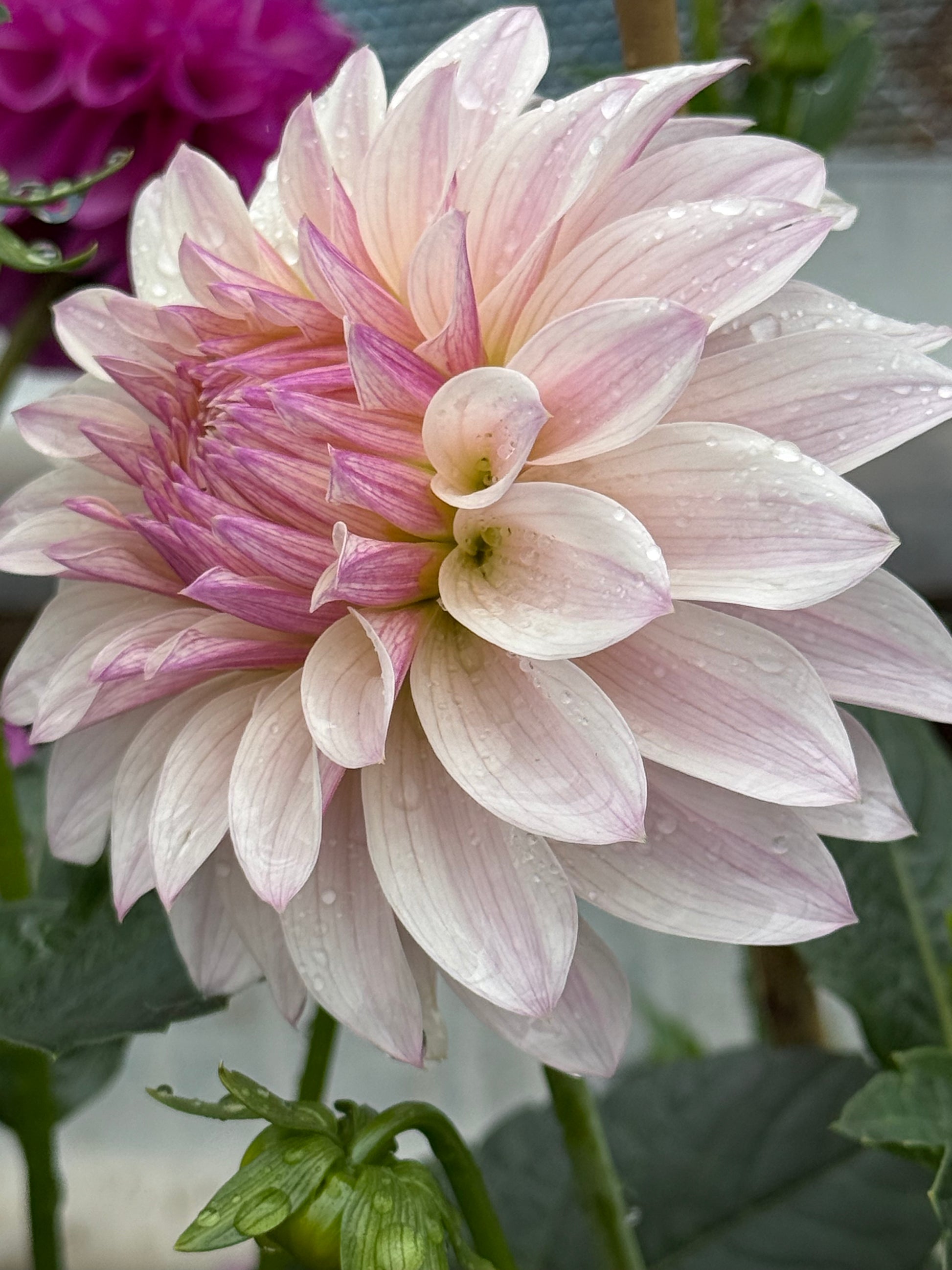 Bloomquist Compare Dahlia